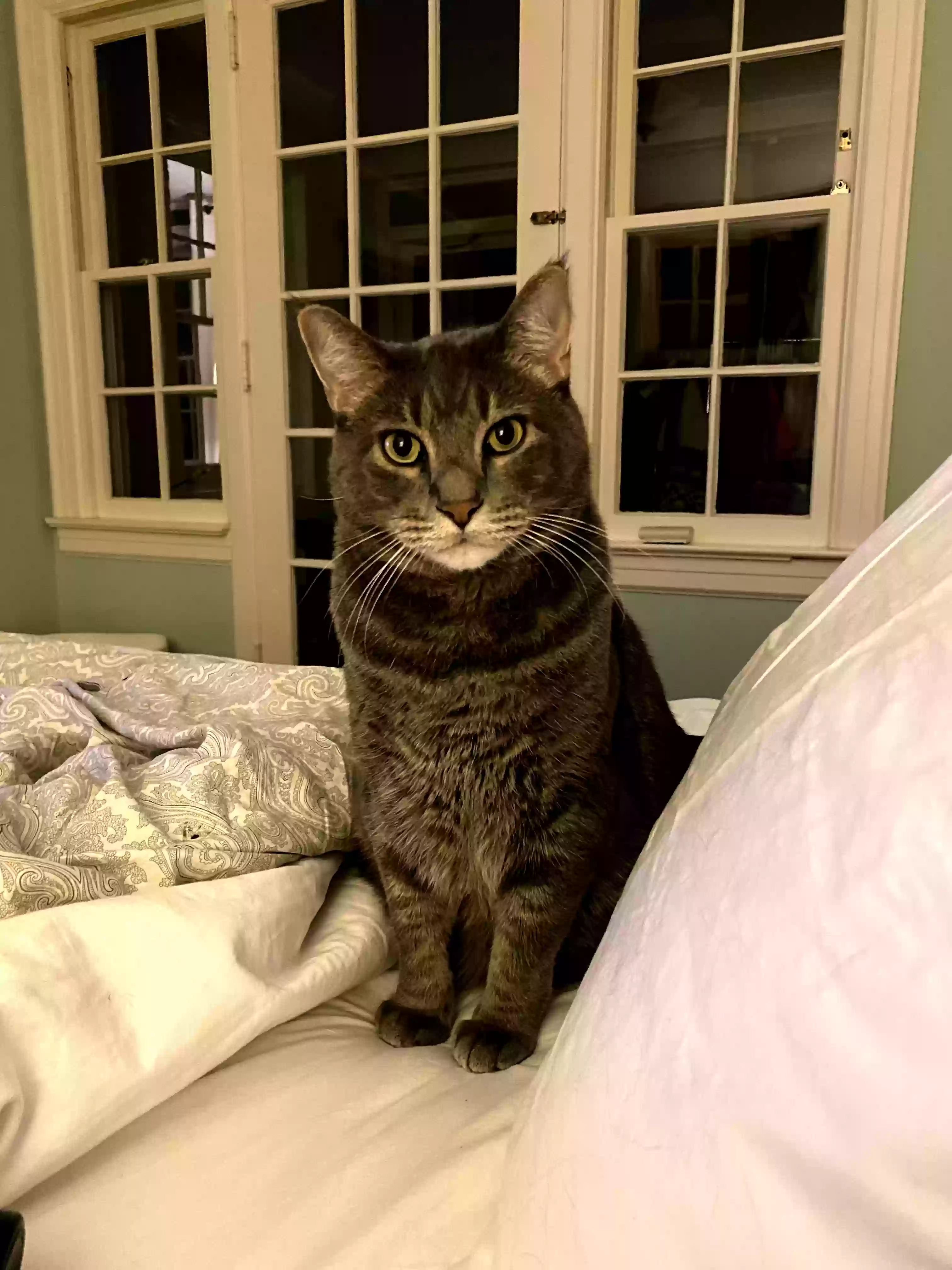/lostandfound/images/lnfpets/original/176667_photo.webp