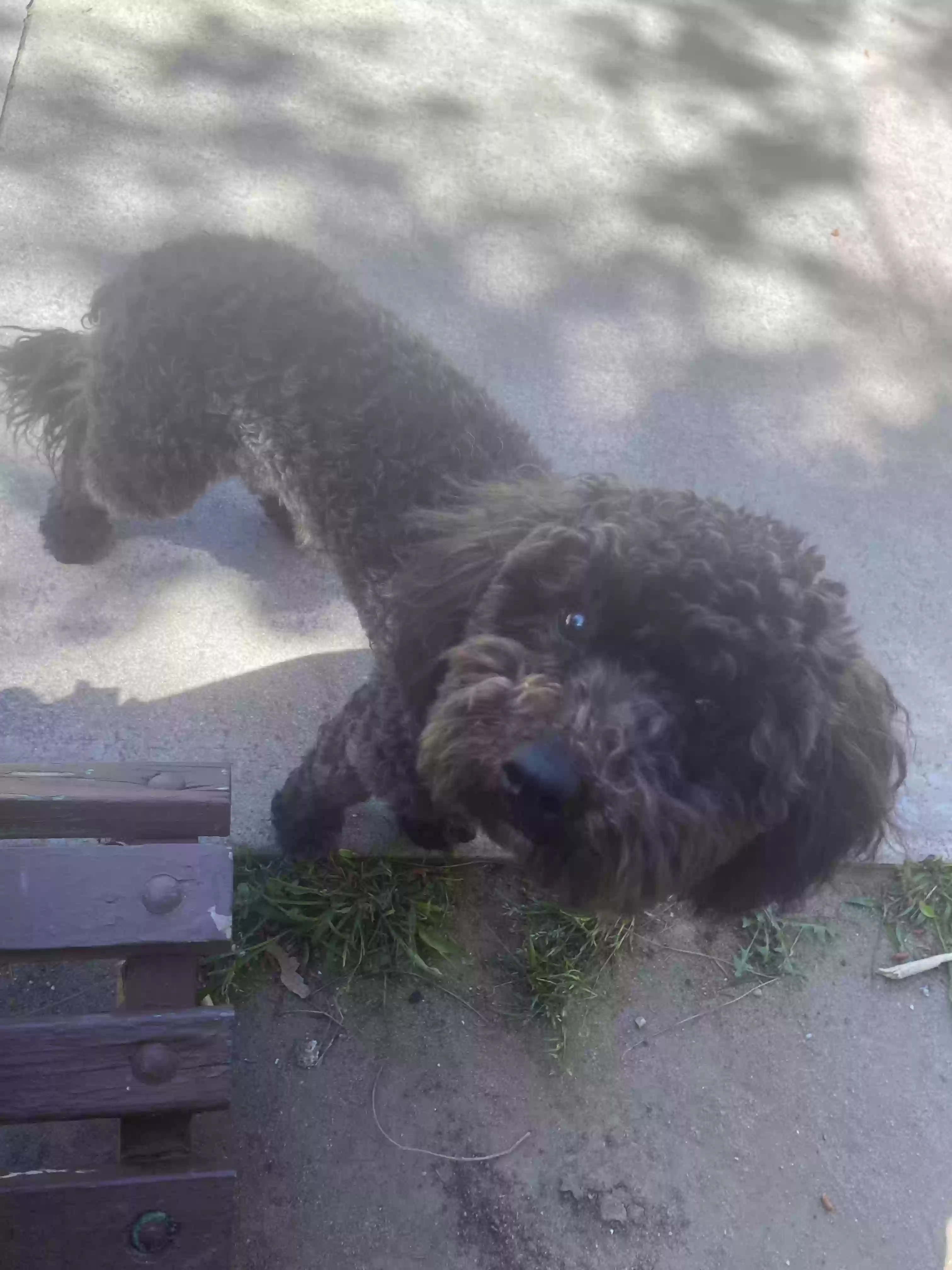/lostandfound/images/lnfpets/original/176760_photo.webp
