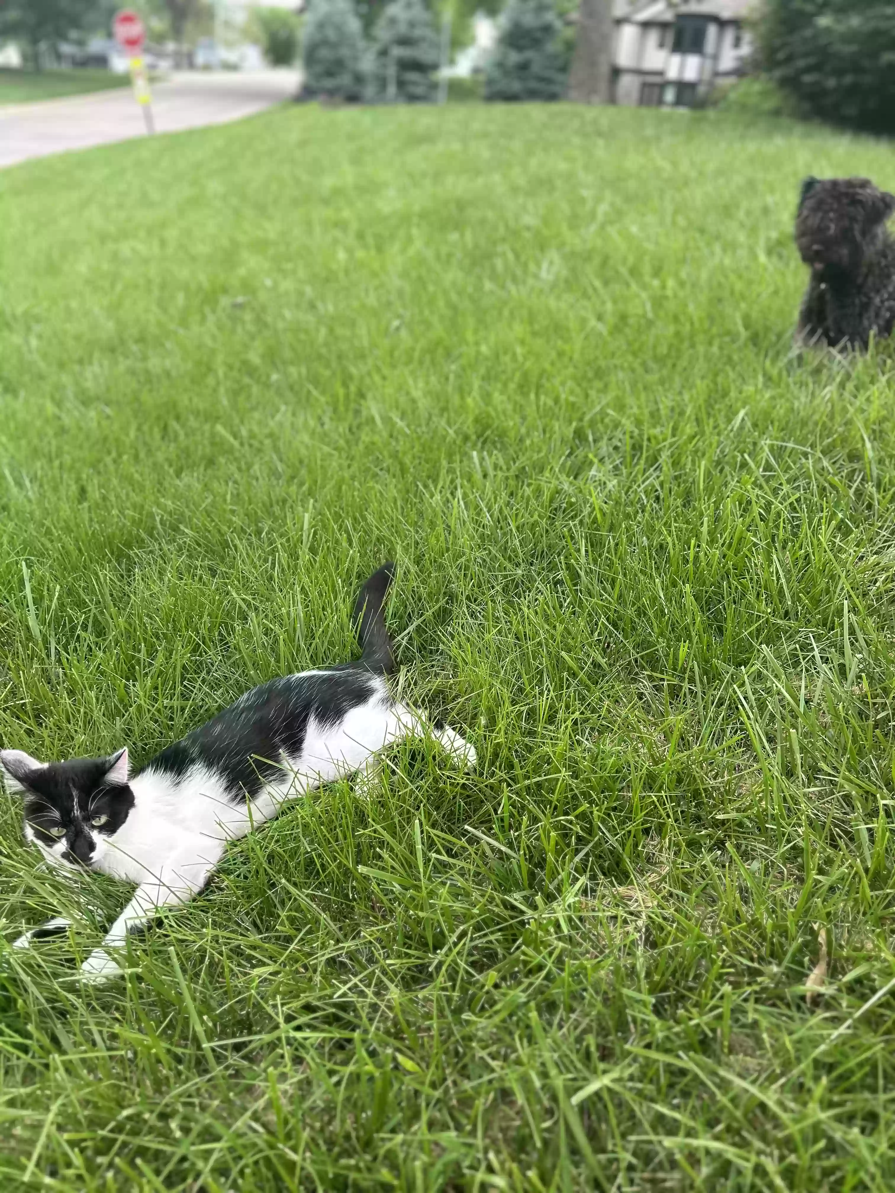 /lostandfound/images/lnfpets/original/176772_photo.webp