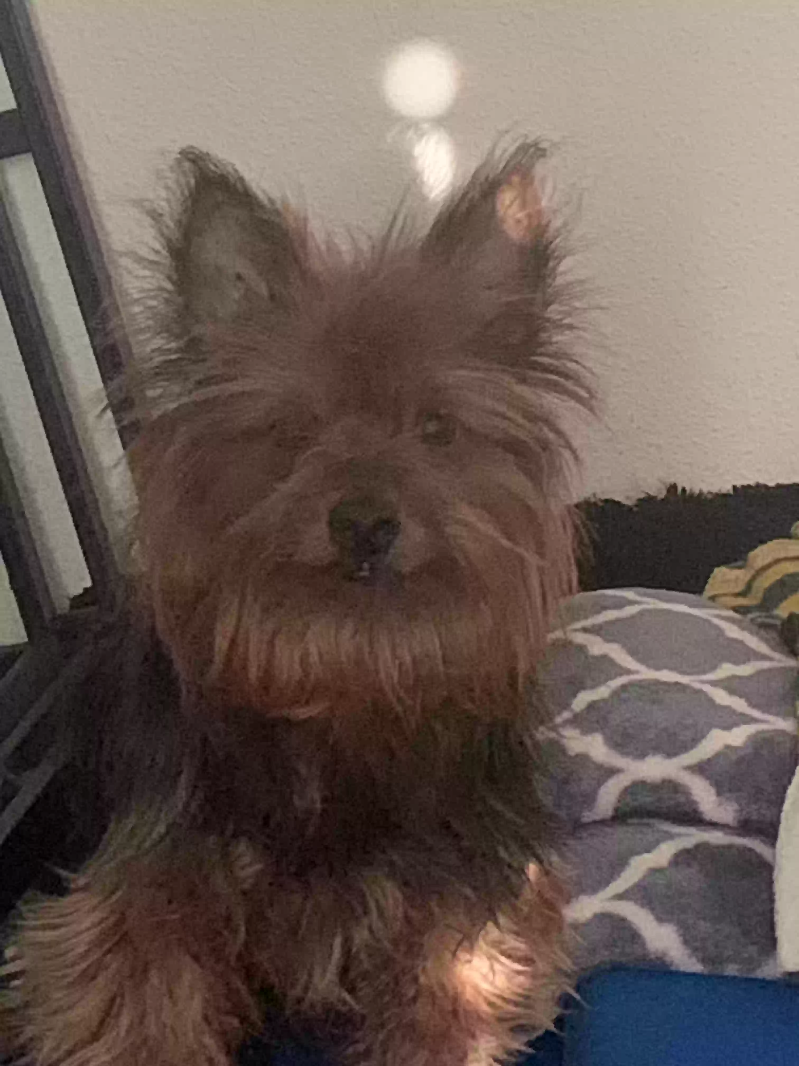 /lostandfound/images/lnfpets/original/176858_photo.webp
