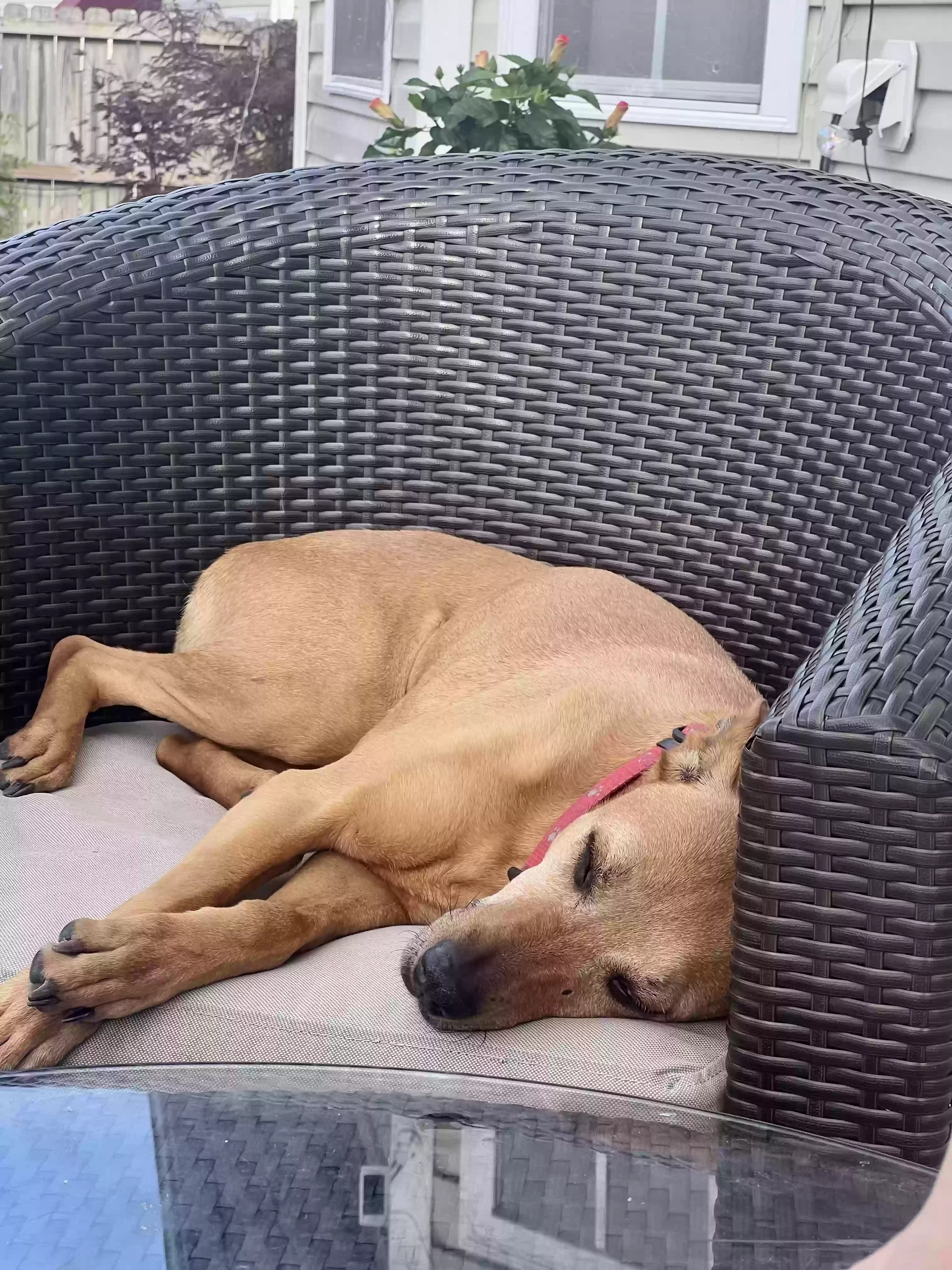 /lostandfound/images/lnfpets/original/176934_photo.webp