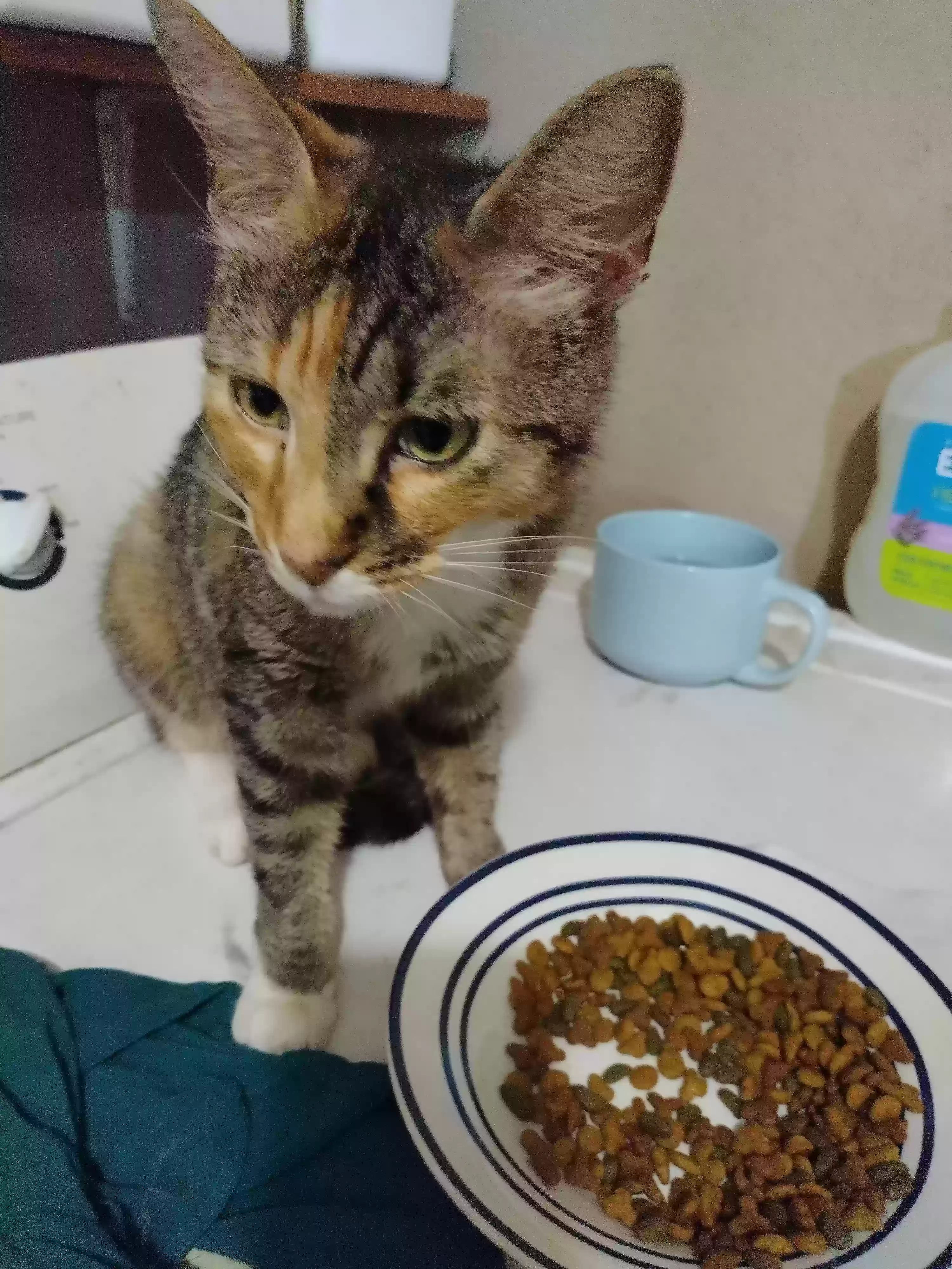 /lostandfound/images/lnfpets/original/176953_photo.webp