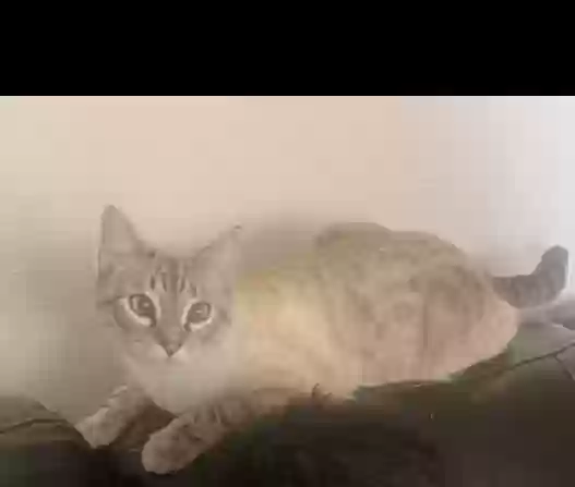 /lostandfound/images/lnfpets/original/176966_photo.webp