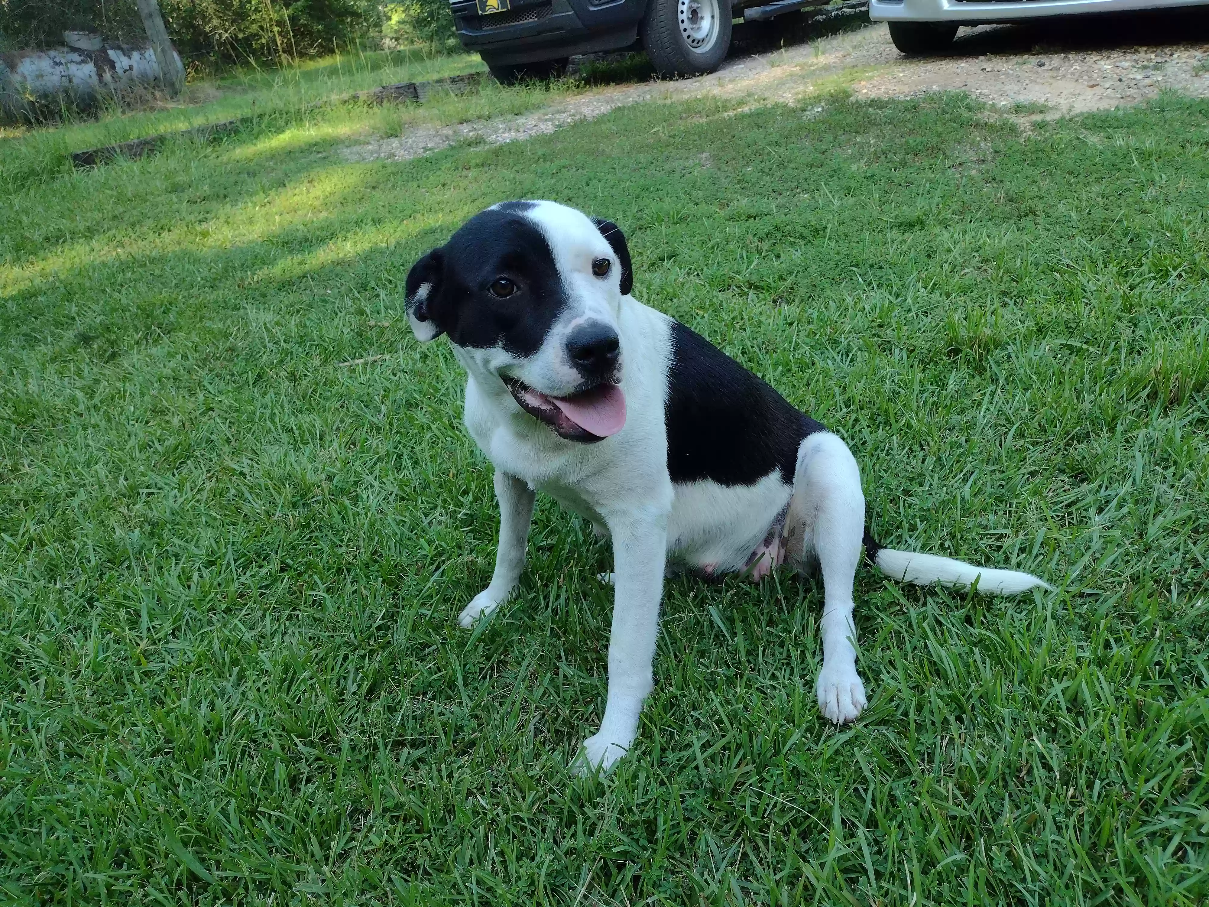 /lostandfound/images/lnfpets/original/176977_photo.webp