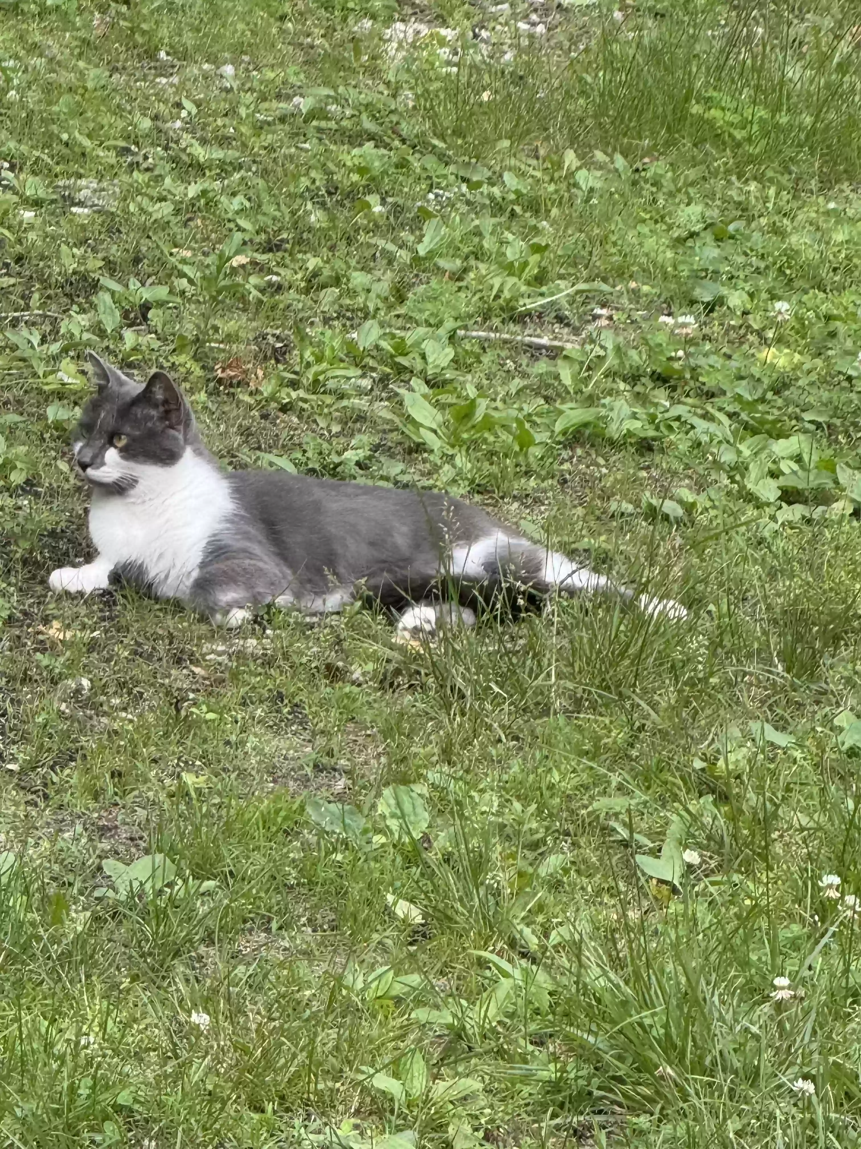 /lostandfound/images/lnfpets/original/177184_photo.webp