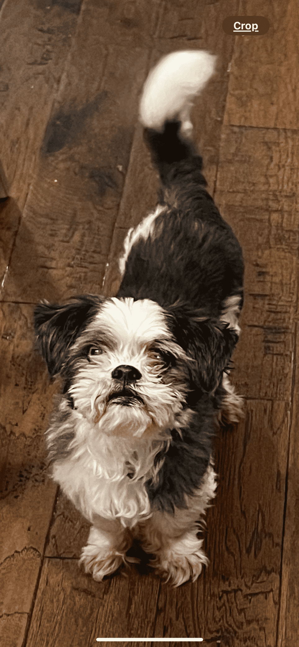 /lostandfound/images/lnfpets/original/177253_photo.png