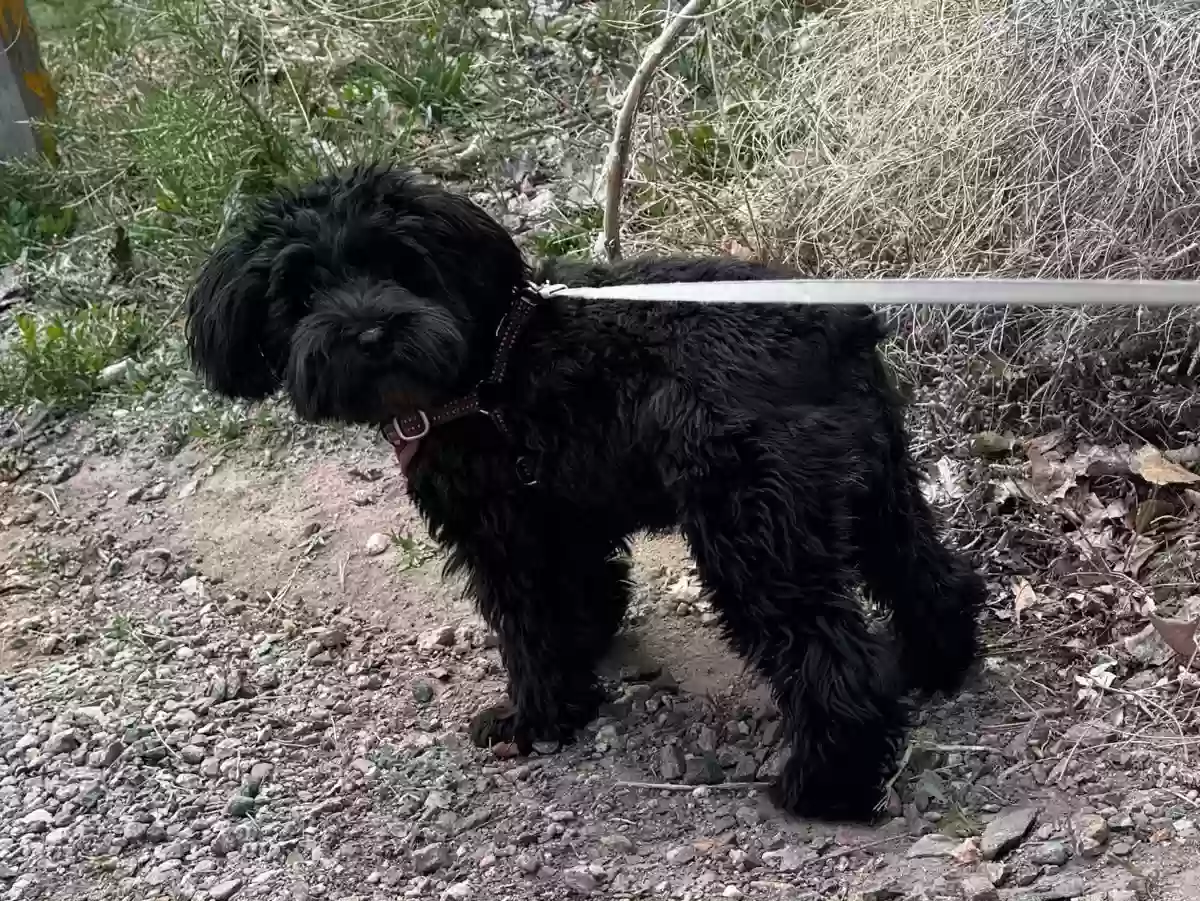 /lostandfound/images/lnfpets/original/177272_photo.webp