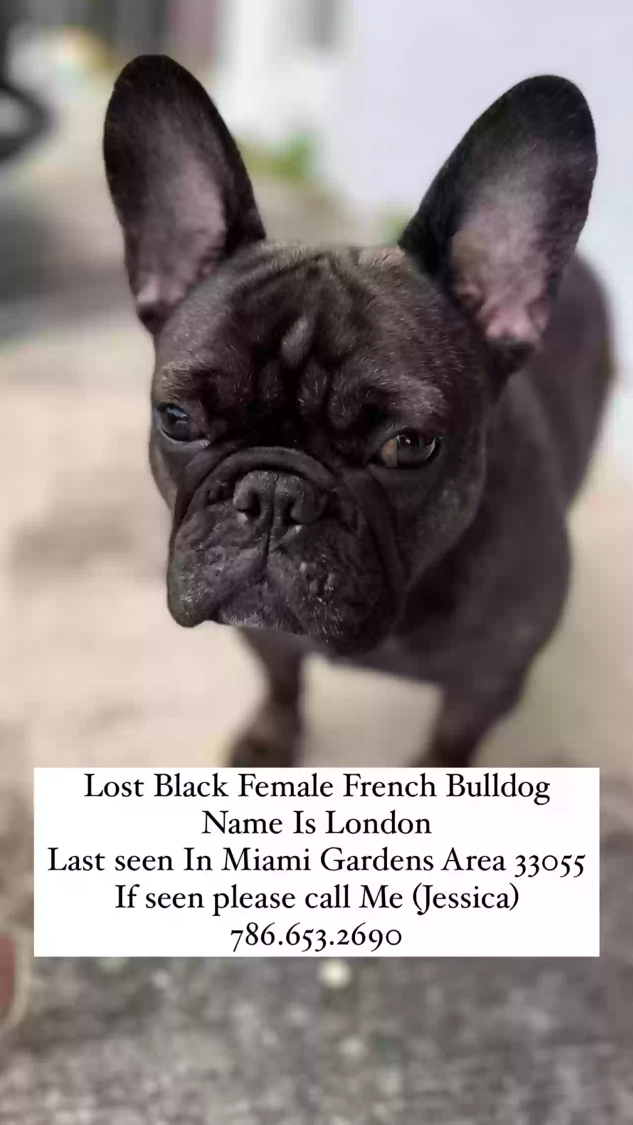/lostandfound/images/lnfpets/original/177340_photo.webp