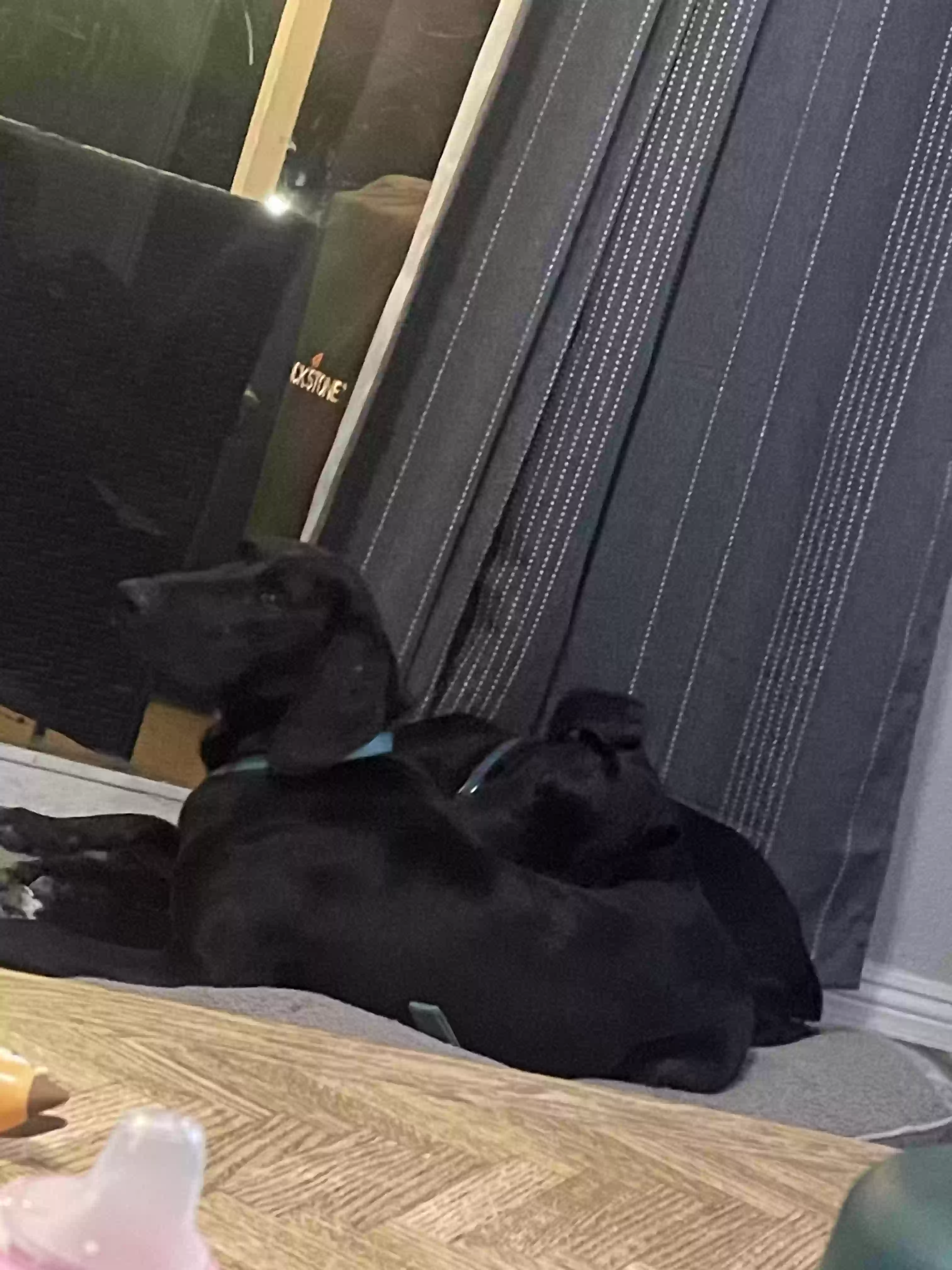 /lostandfound/images/lnfpets/original/177418_photo.webp