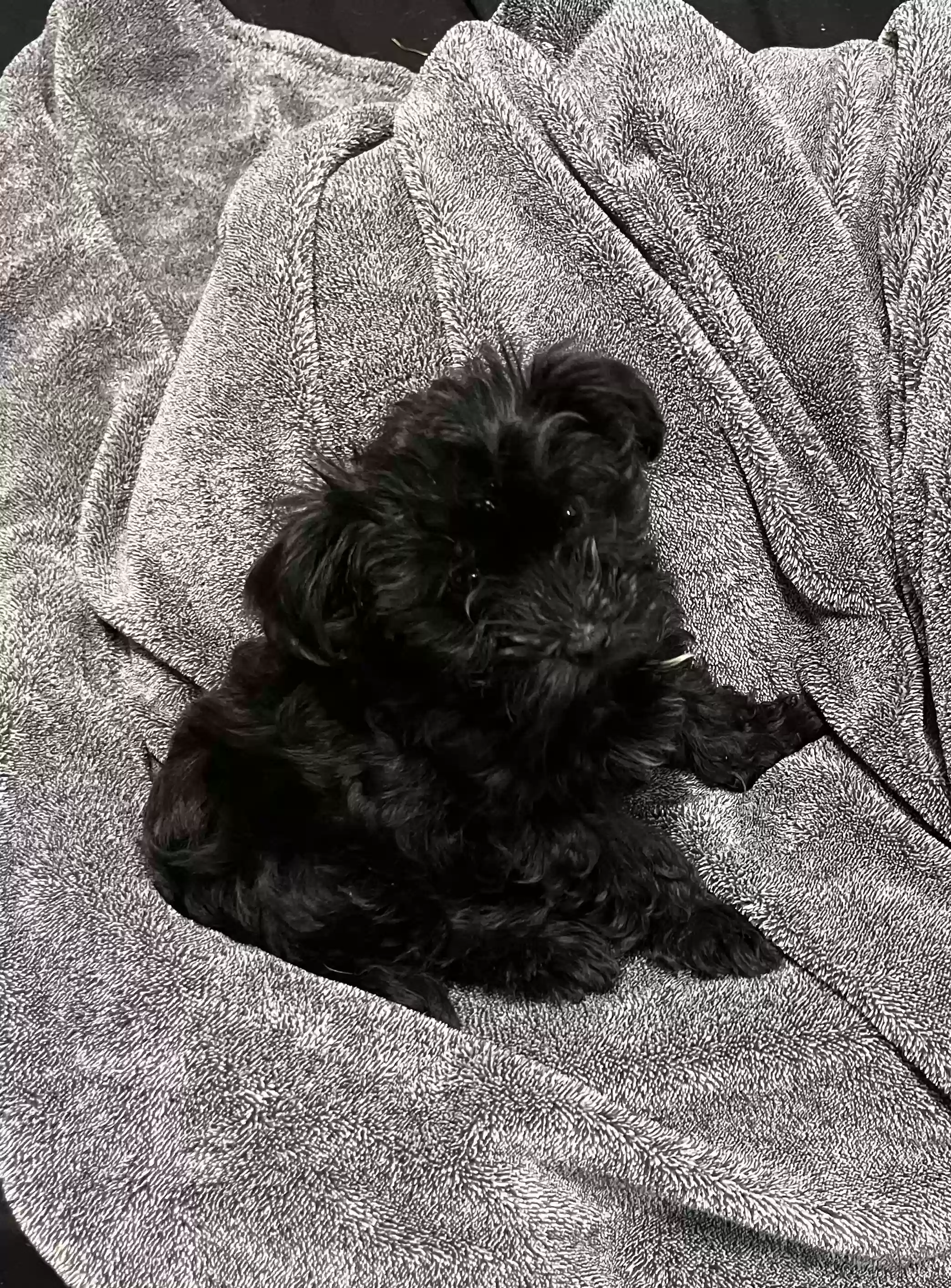 /lostandfound/images/lnfpets/original/177433_photo.webp