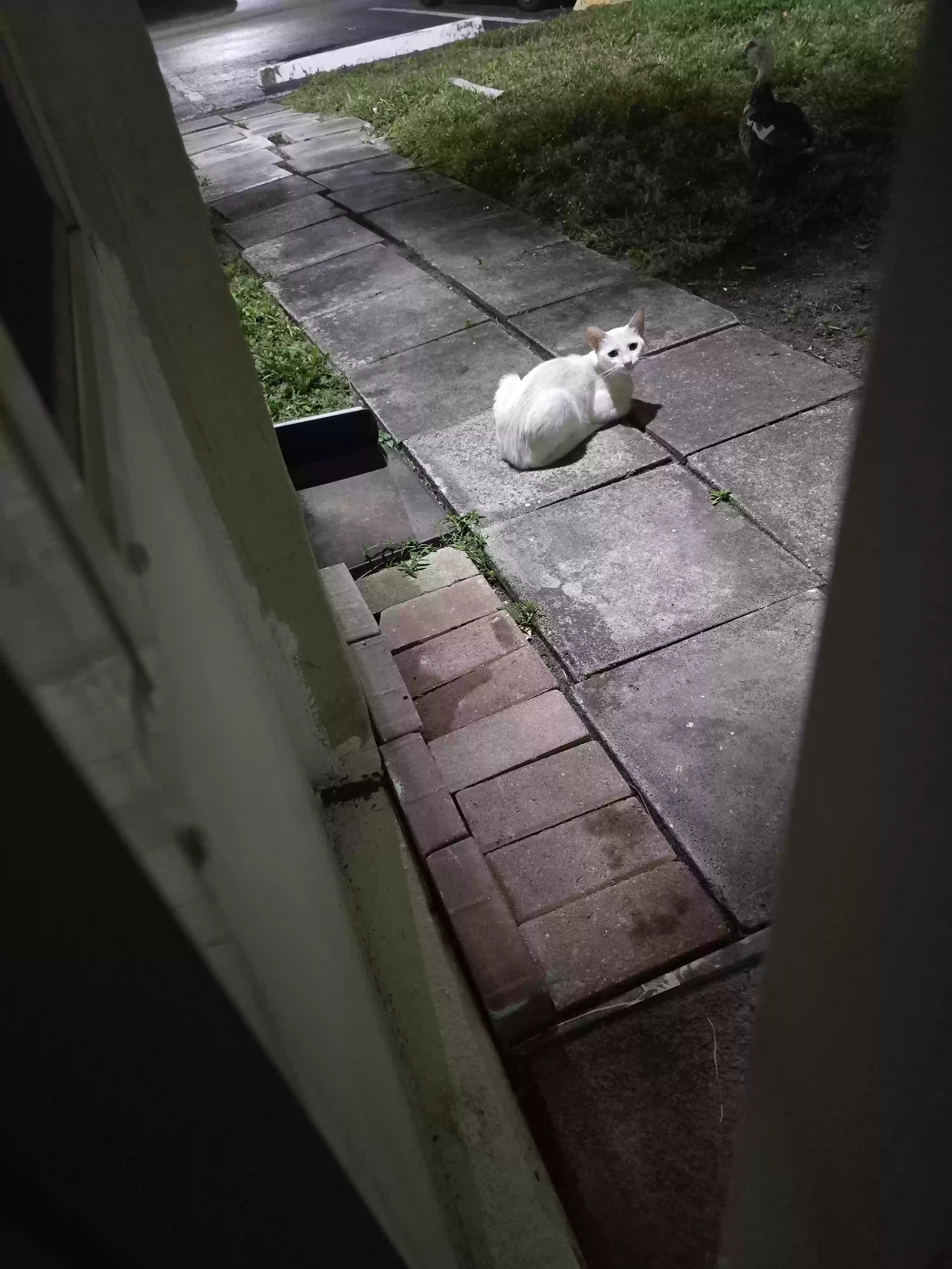 /lostandfound/images/lnfpets/original/177481_photo.webp