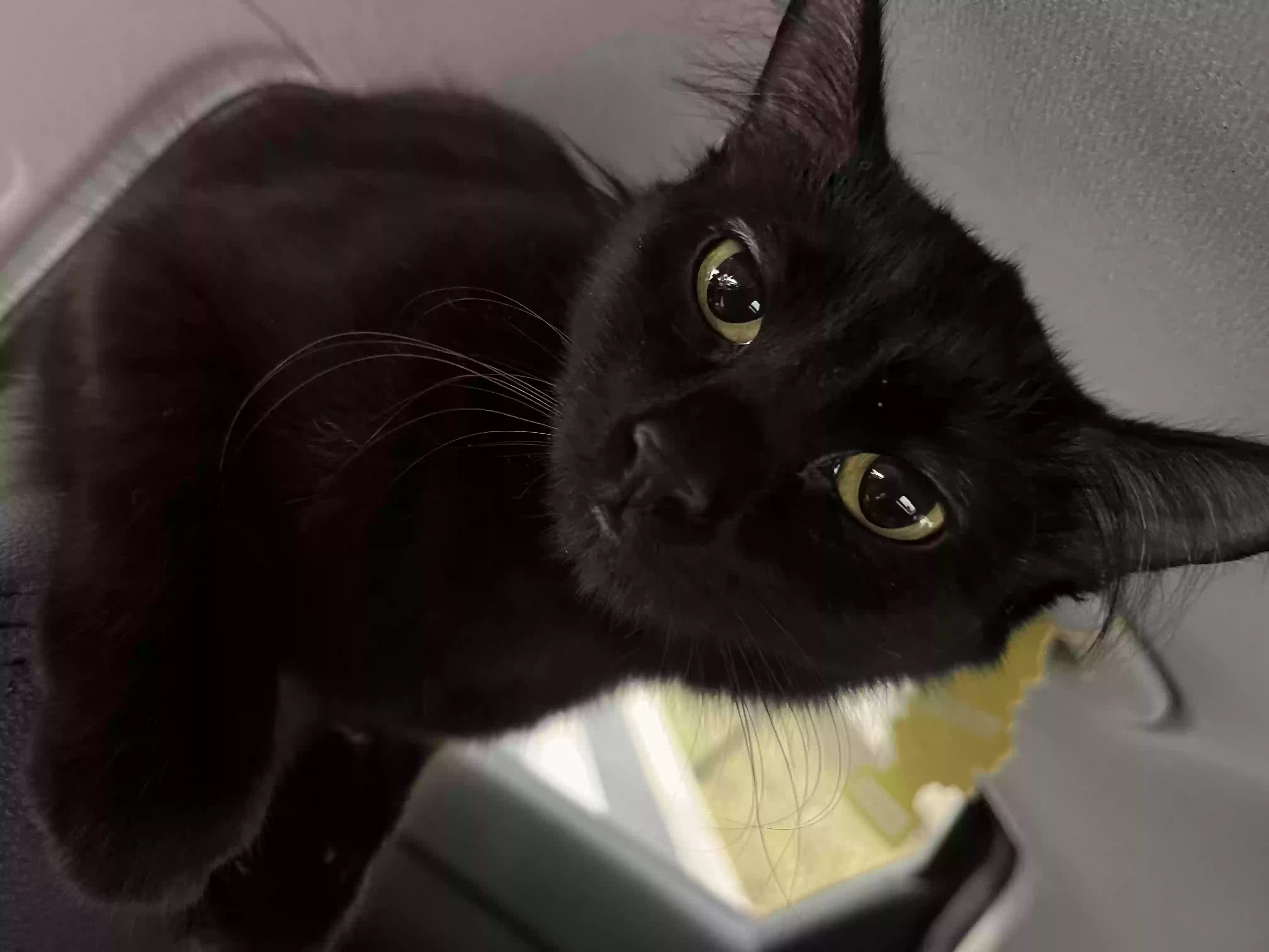 /lostandfound/images/lnfpets/original/177485_photo.webp