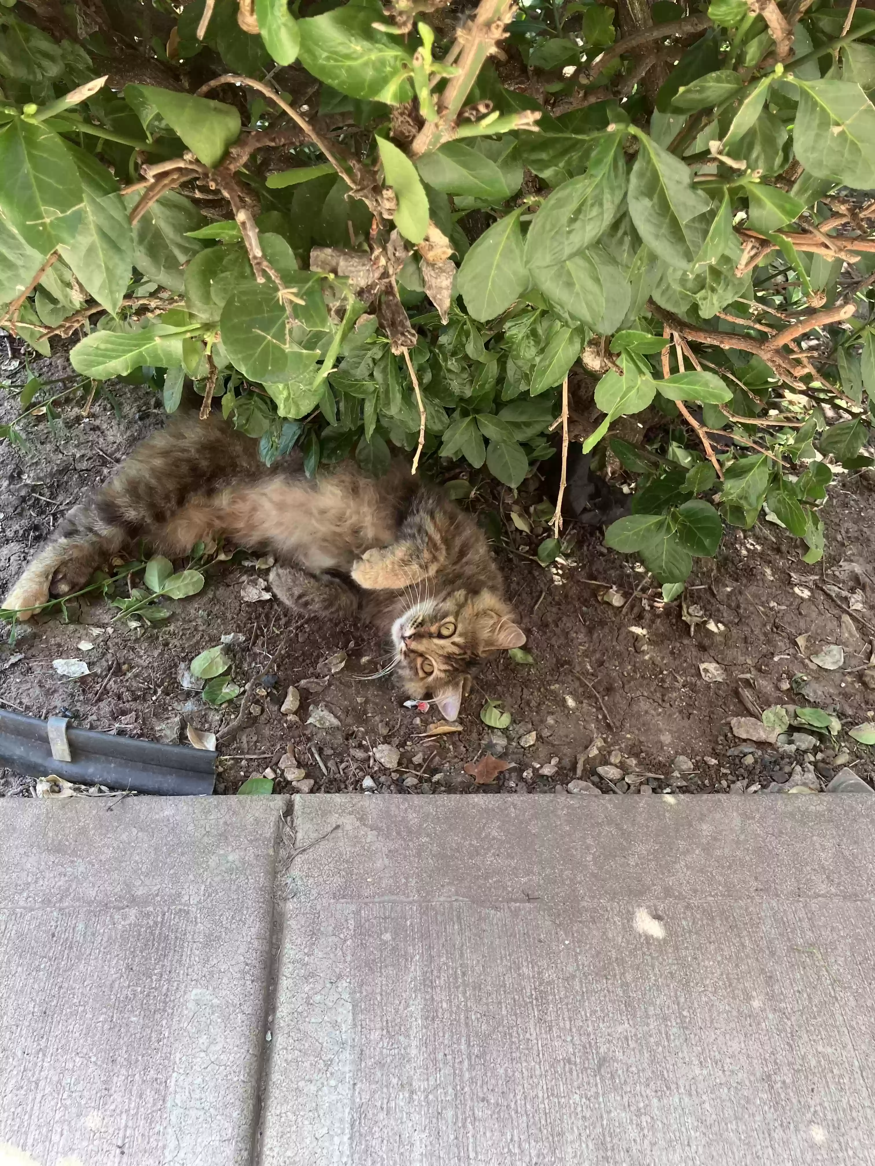 /lostandfound/images/lnfpets/original/177571_photo.webp