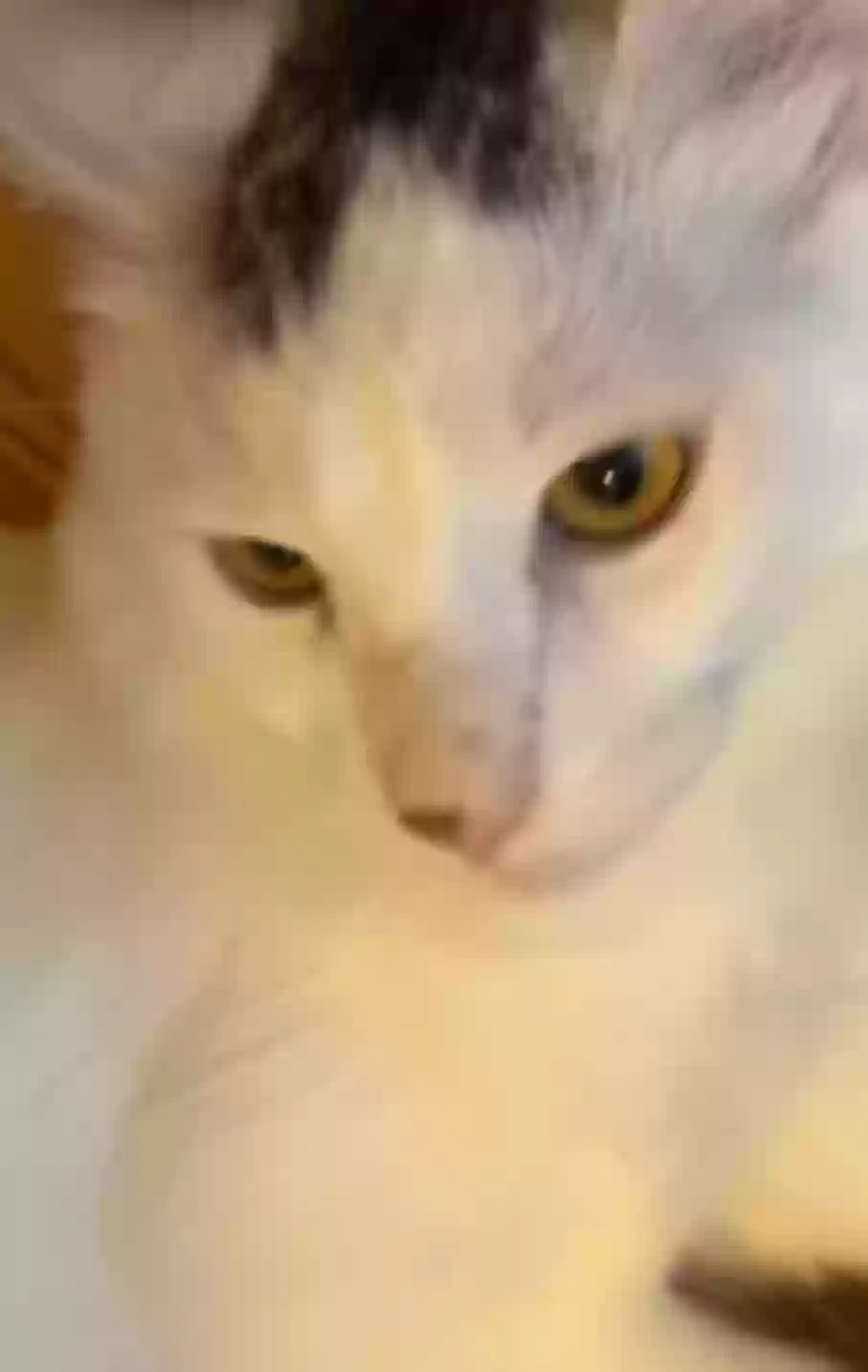 /lostandfound/images/lnfpets/original/177608_photo.webp