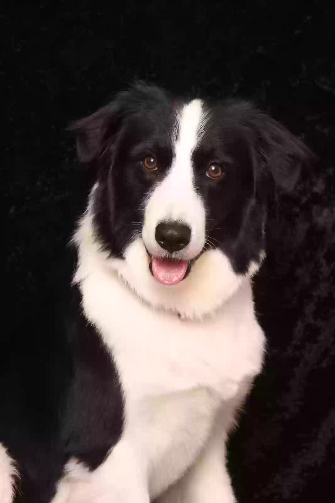 /lostandfound/images/lnfpets/original/177616_photo.webp