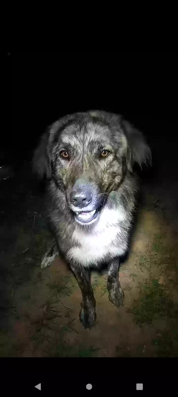 /lostandfound/images/lnfpets/original/177715_photo.webp