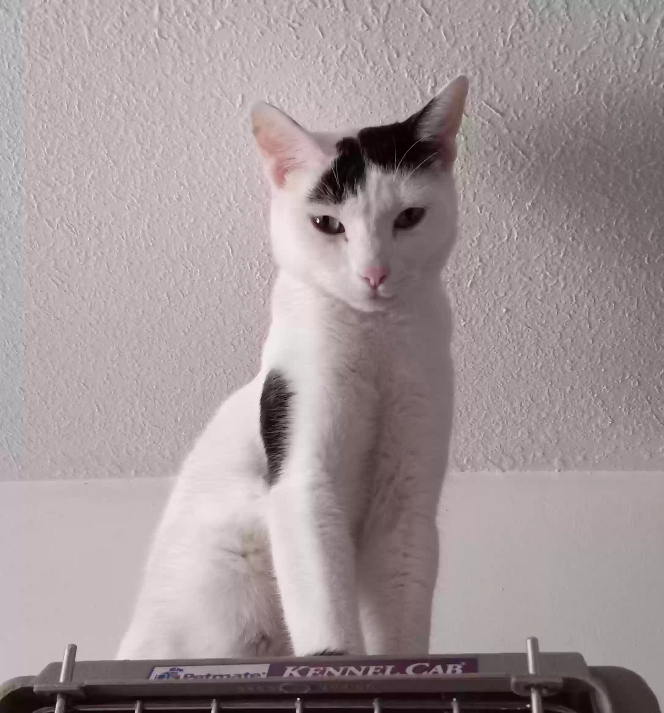 /lostandfound/images/lnfpets/original/177720_photo.webp
