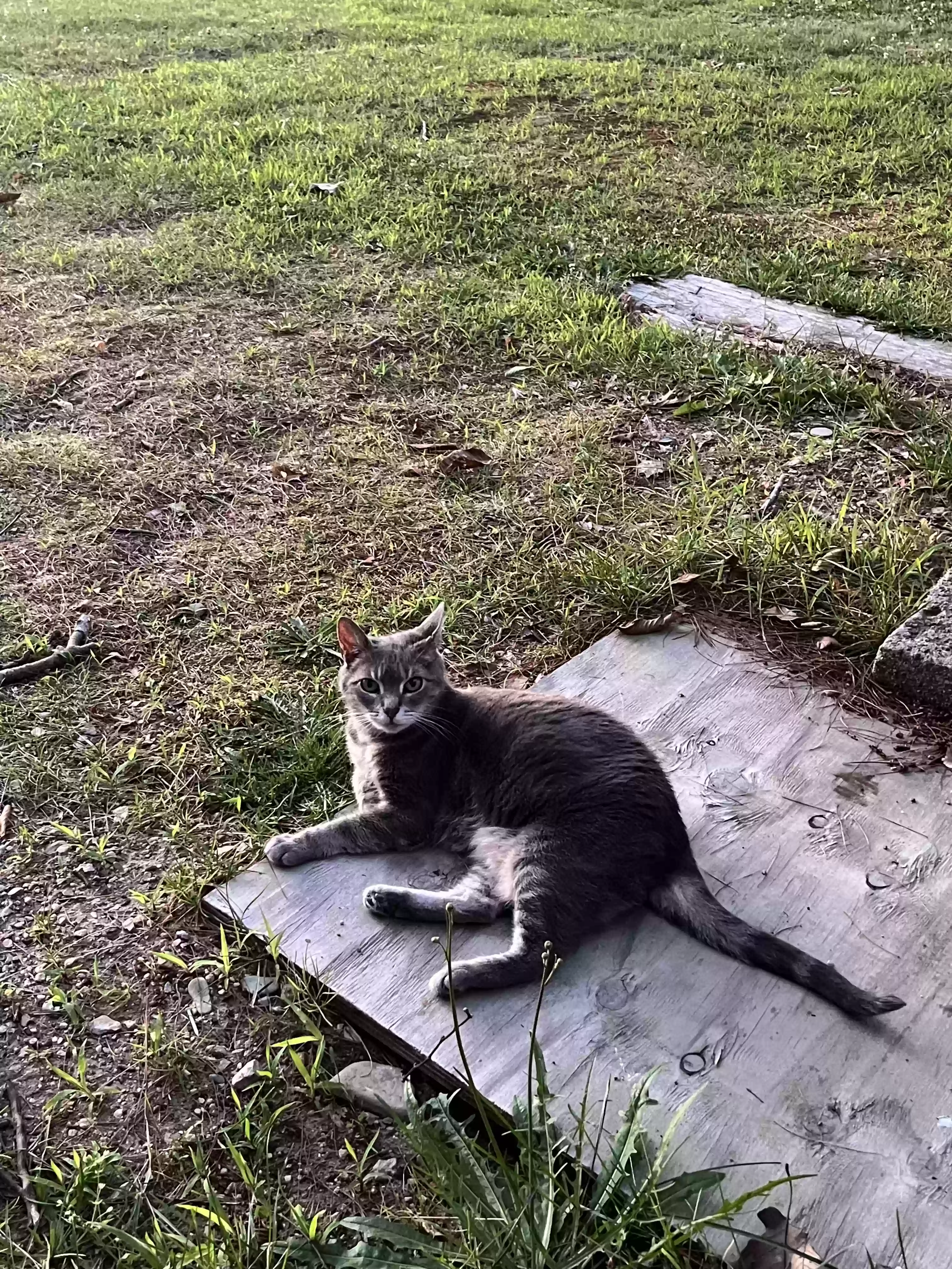 /lostandfound/images/lnfpets/original/177755_photo.webp