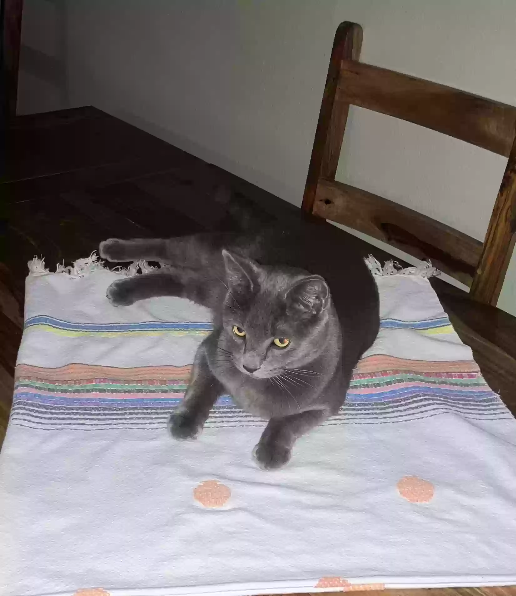 /lostandfound/images/lnfpets/original/177758_6167_362EEBC9-F7D4-4C31-BEE8-9E922EBCCC4D.webp