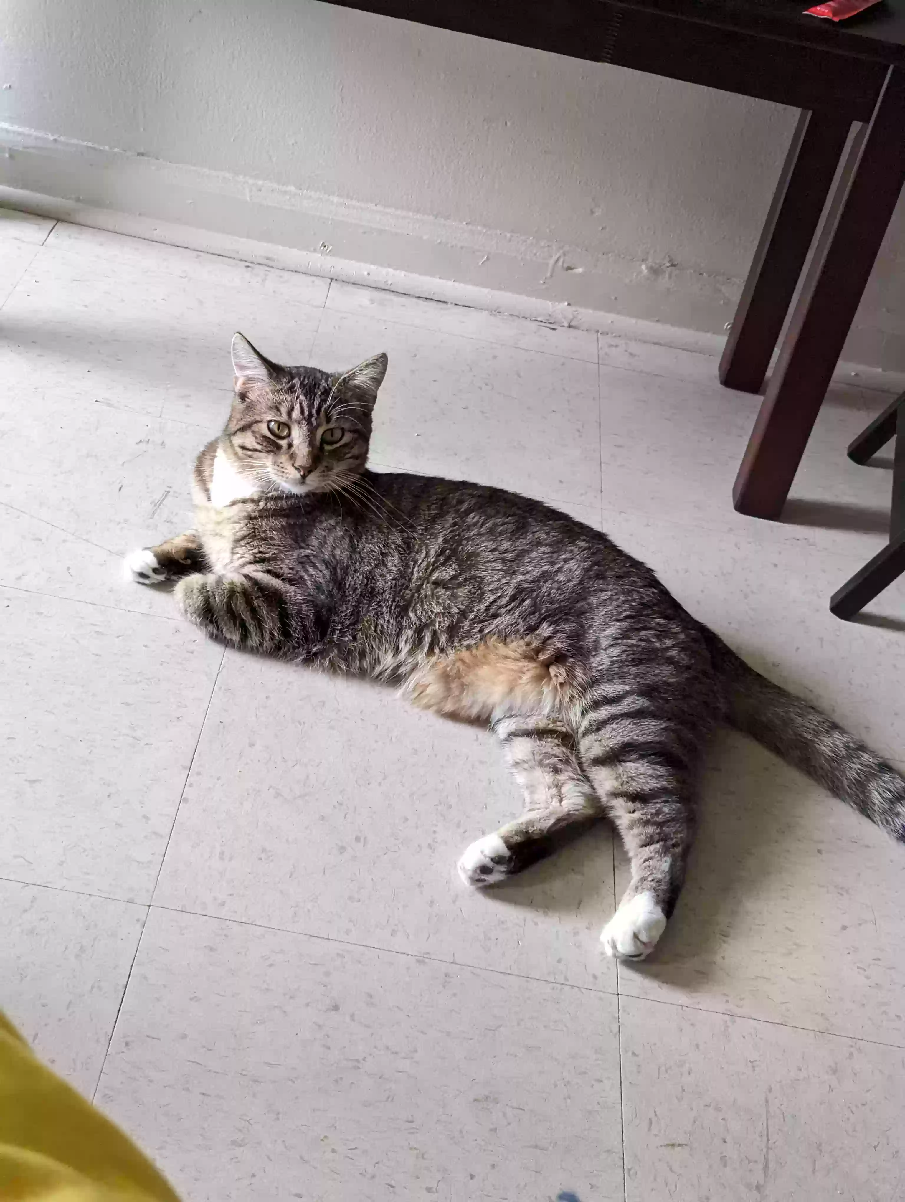 /lostandfound/images/lnfpets/original/177858_photo.webp