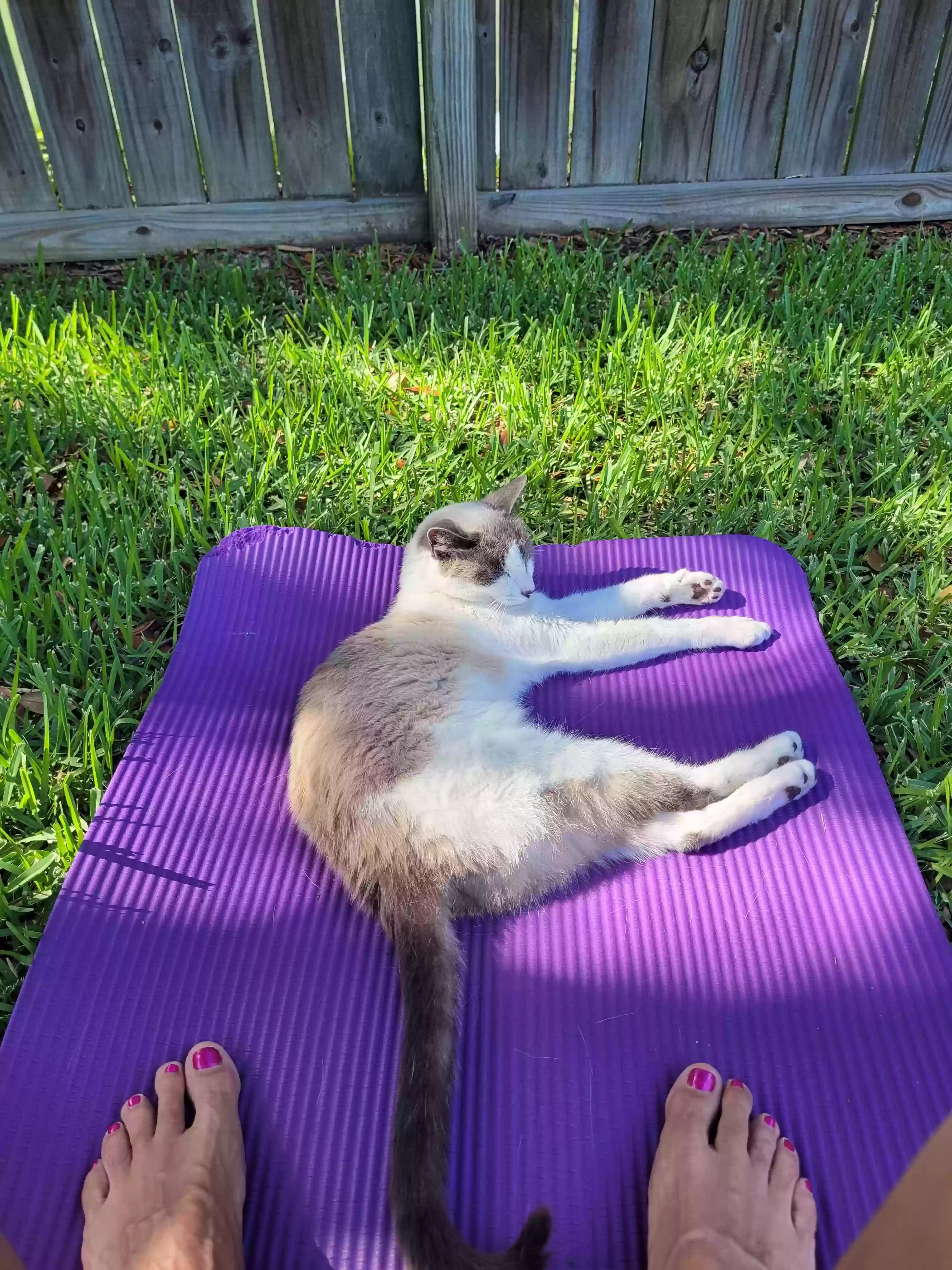 /lostandfound/images/lnfpets/original/177873_photo.webp