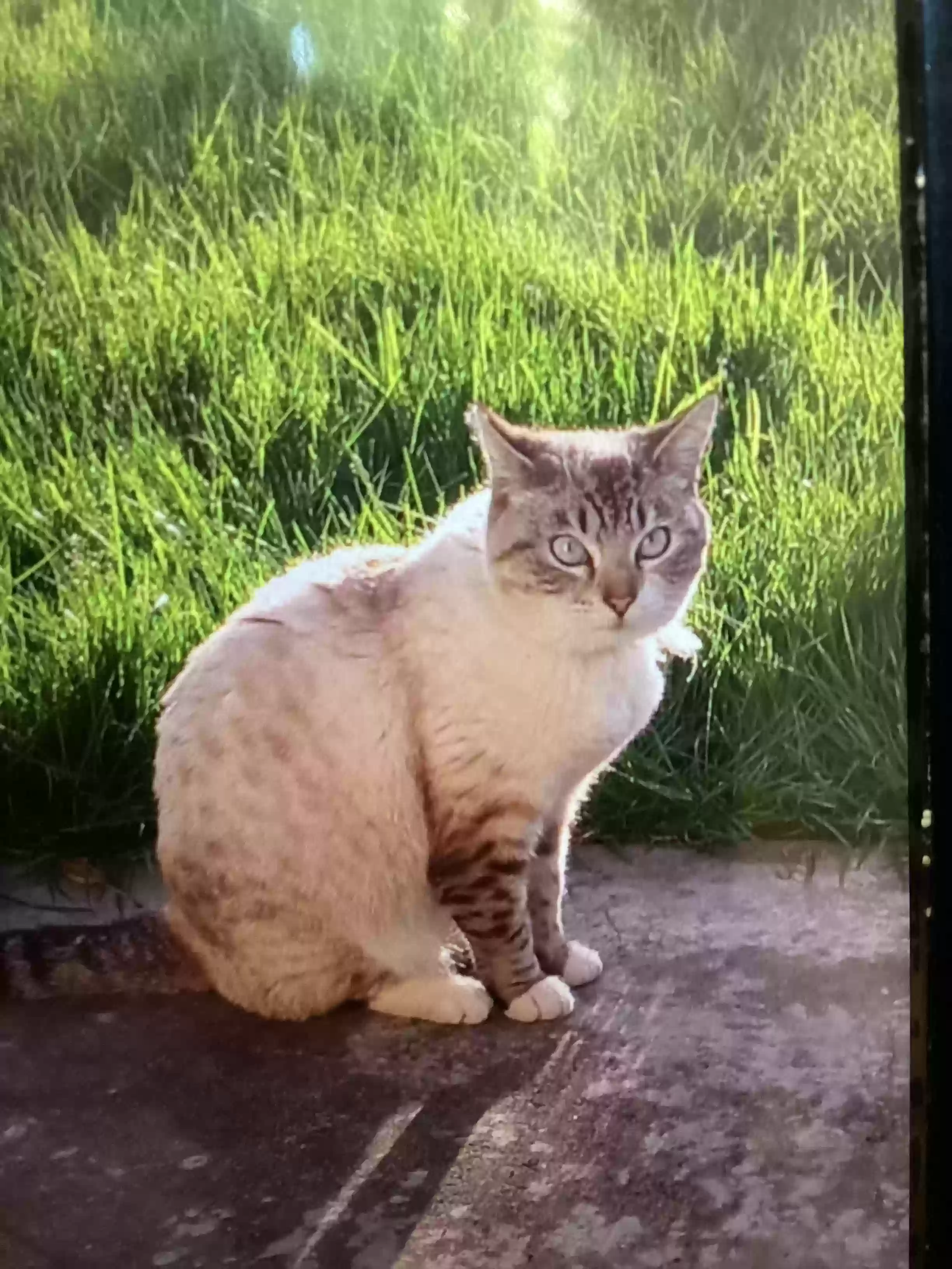 /lostandfound/images/lnfpets/original/177881_photo.webp