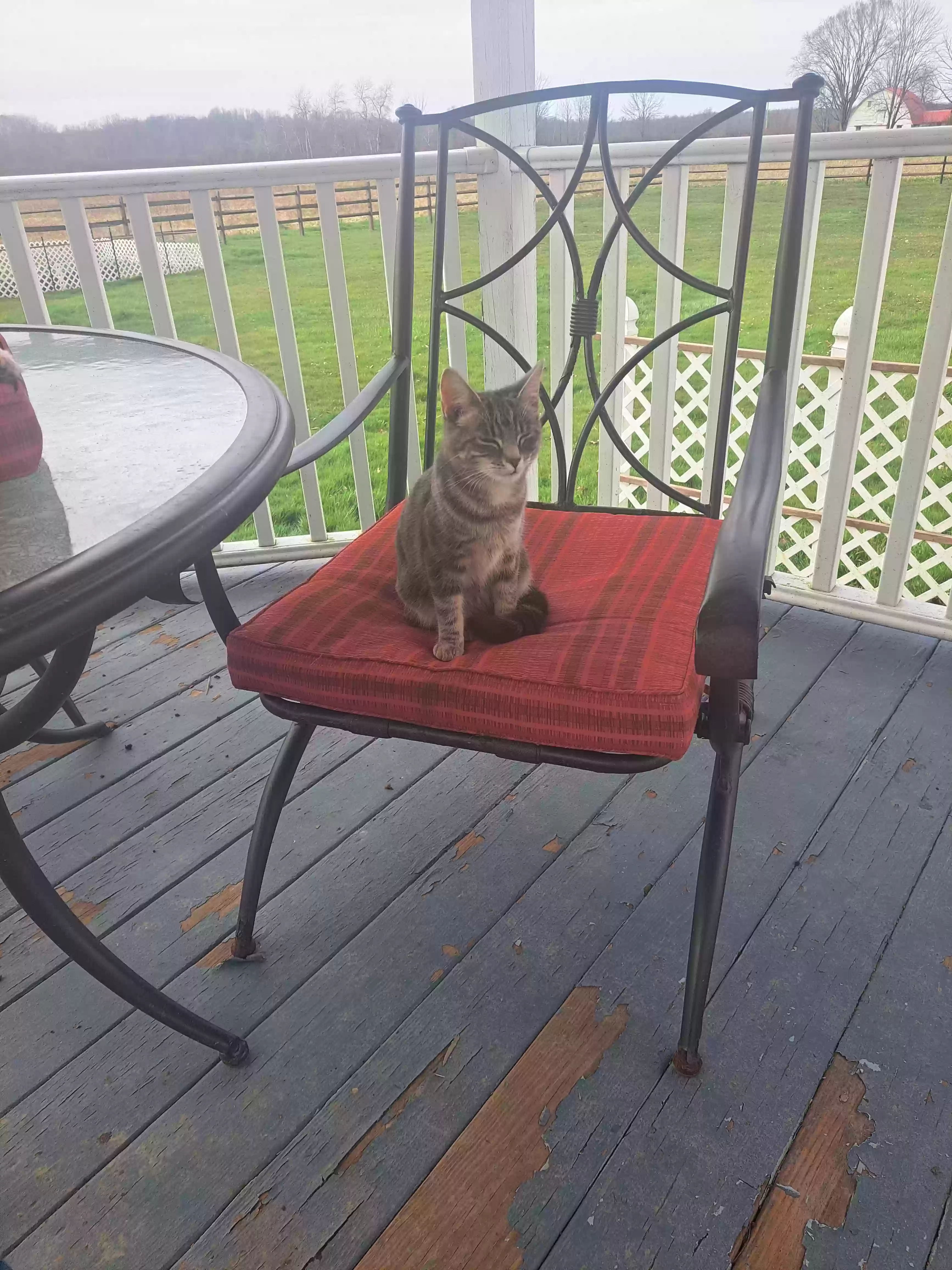 /lostandfound/images/lnfpets/original/178028_photo.webp
