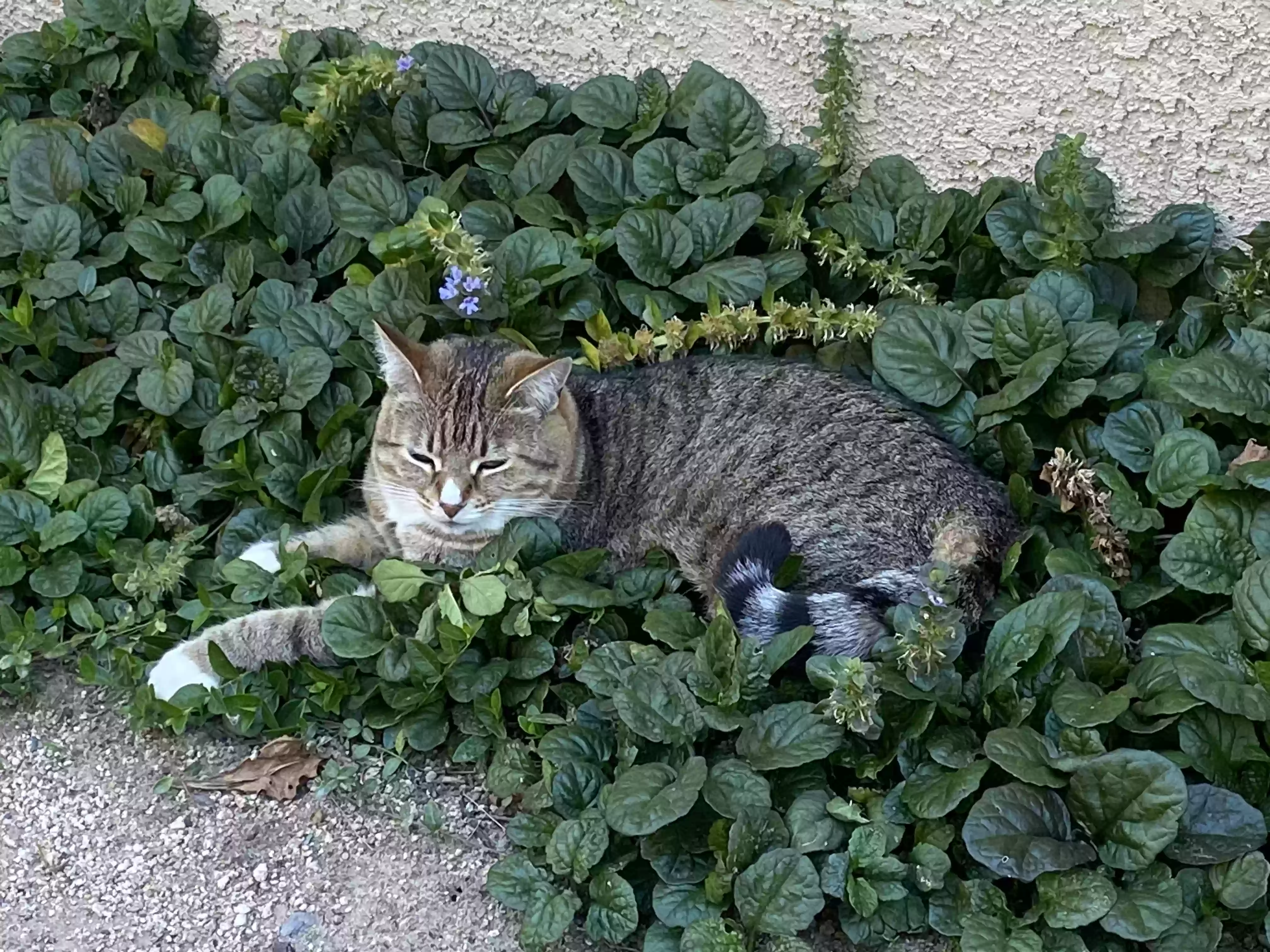 /lostandfound/images/lnfpets/original/178051_photo.webp