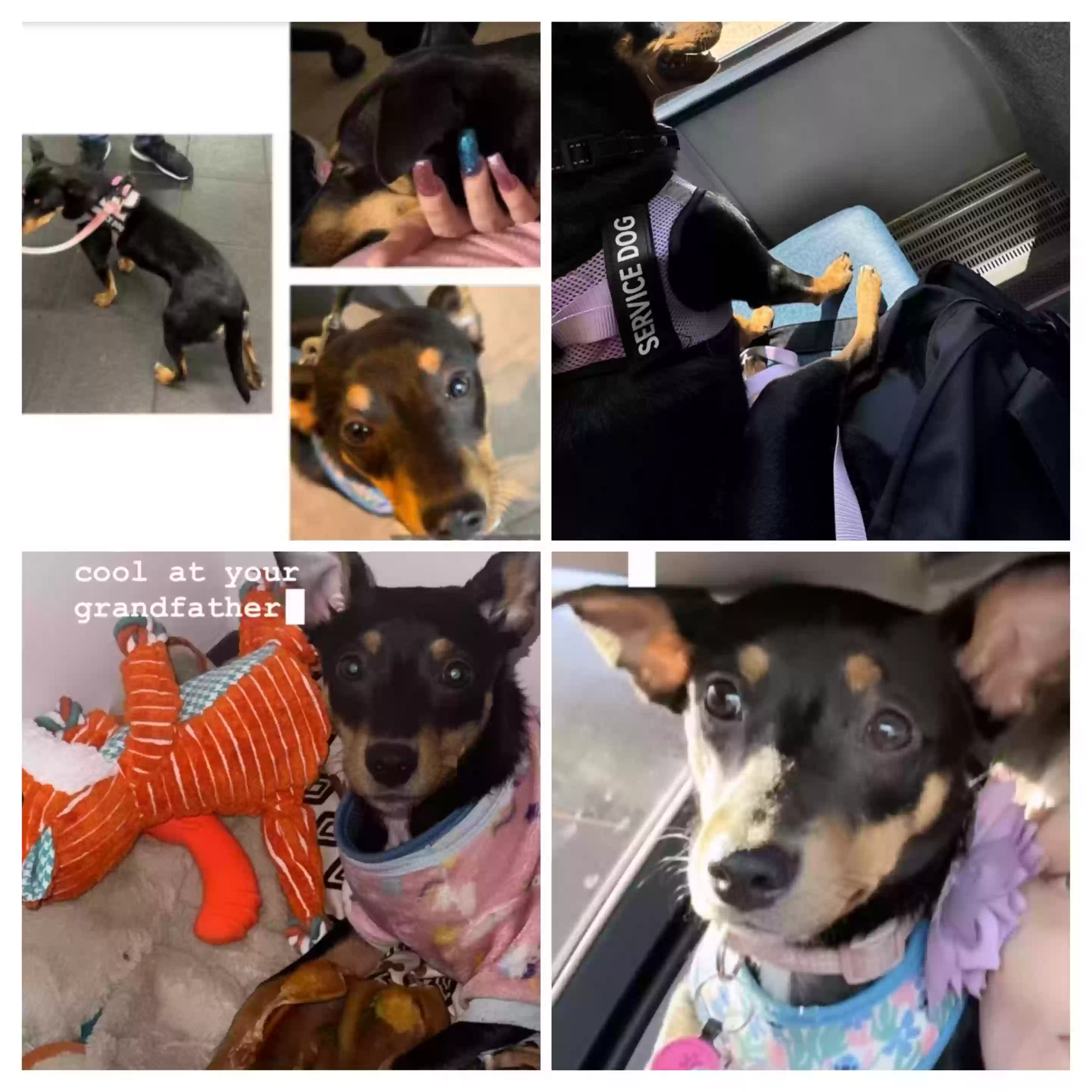 /lostandfound/images/lnfpets/original/178079_photo.webp