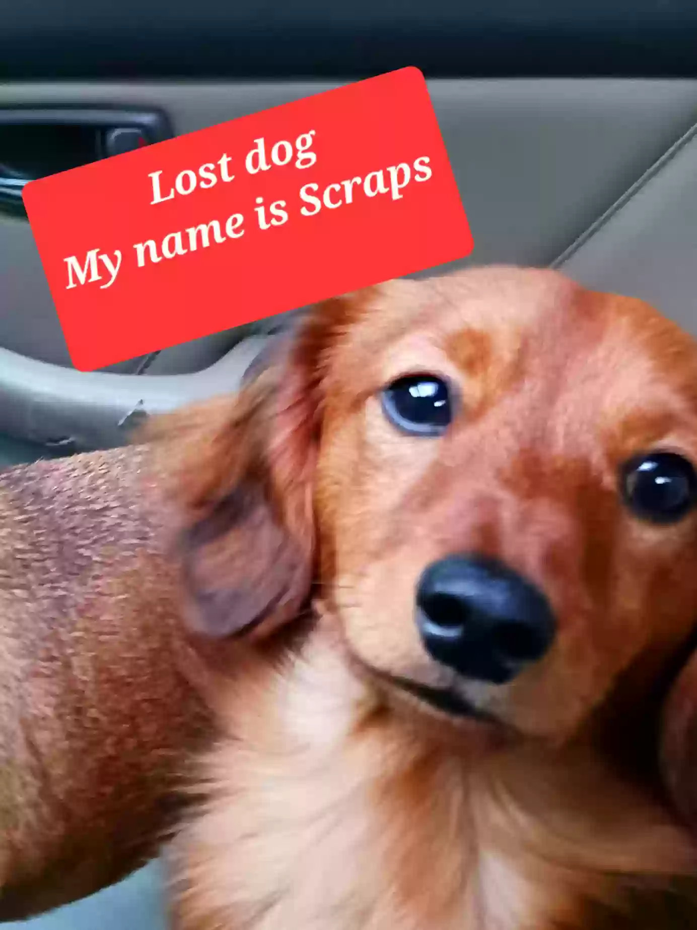 /lostandfound/images/lnfpets/original/178115_photo.webp