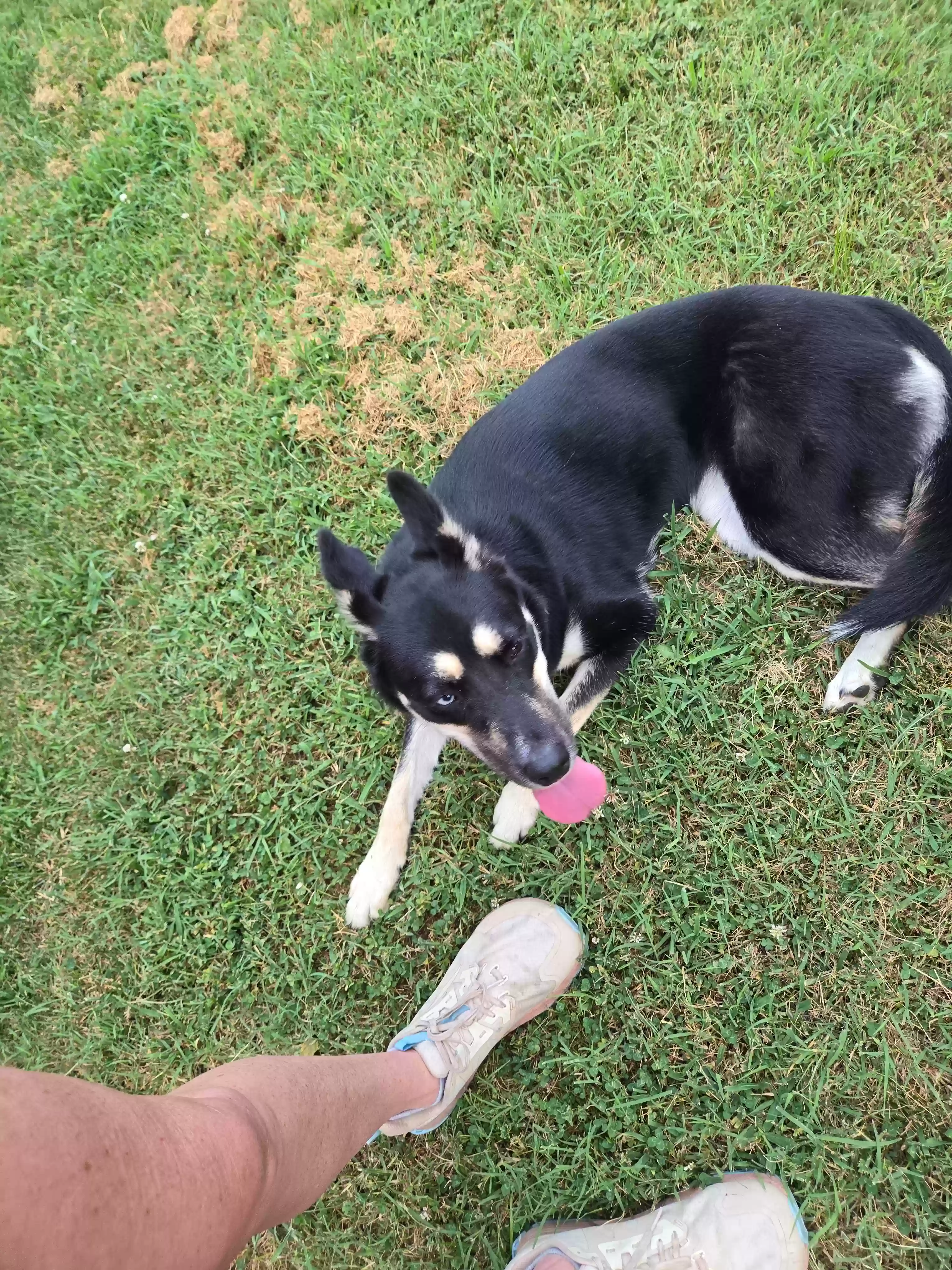 /lostandfound/images/lnfpets/original/178216_photo.webp