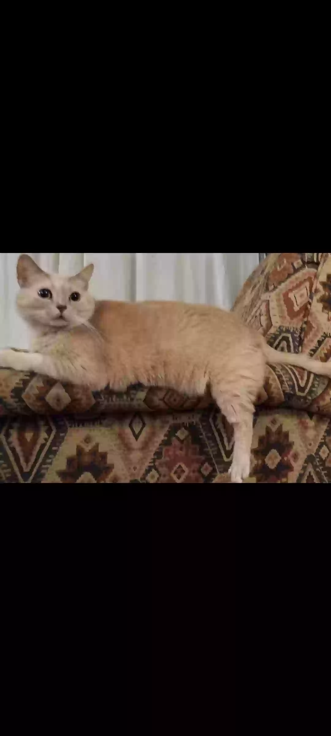 /lostandfound/images/lnfpets/original/178236_photo.webp