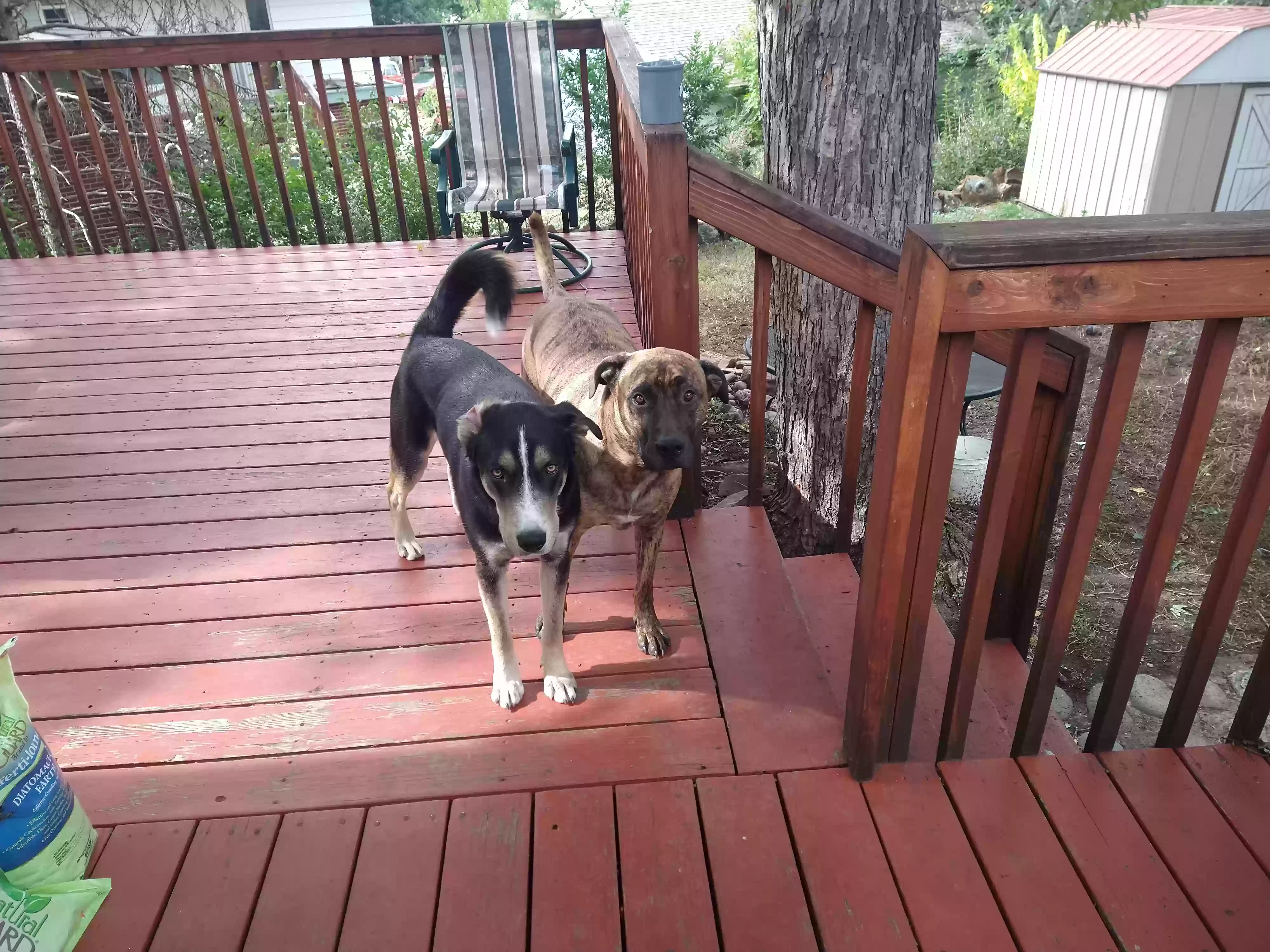 /lostandfound/images/lnfpets/original/178296_photo.webp