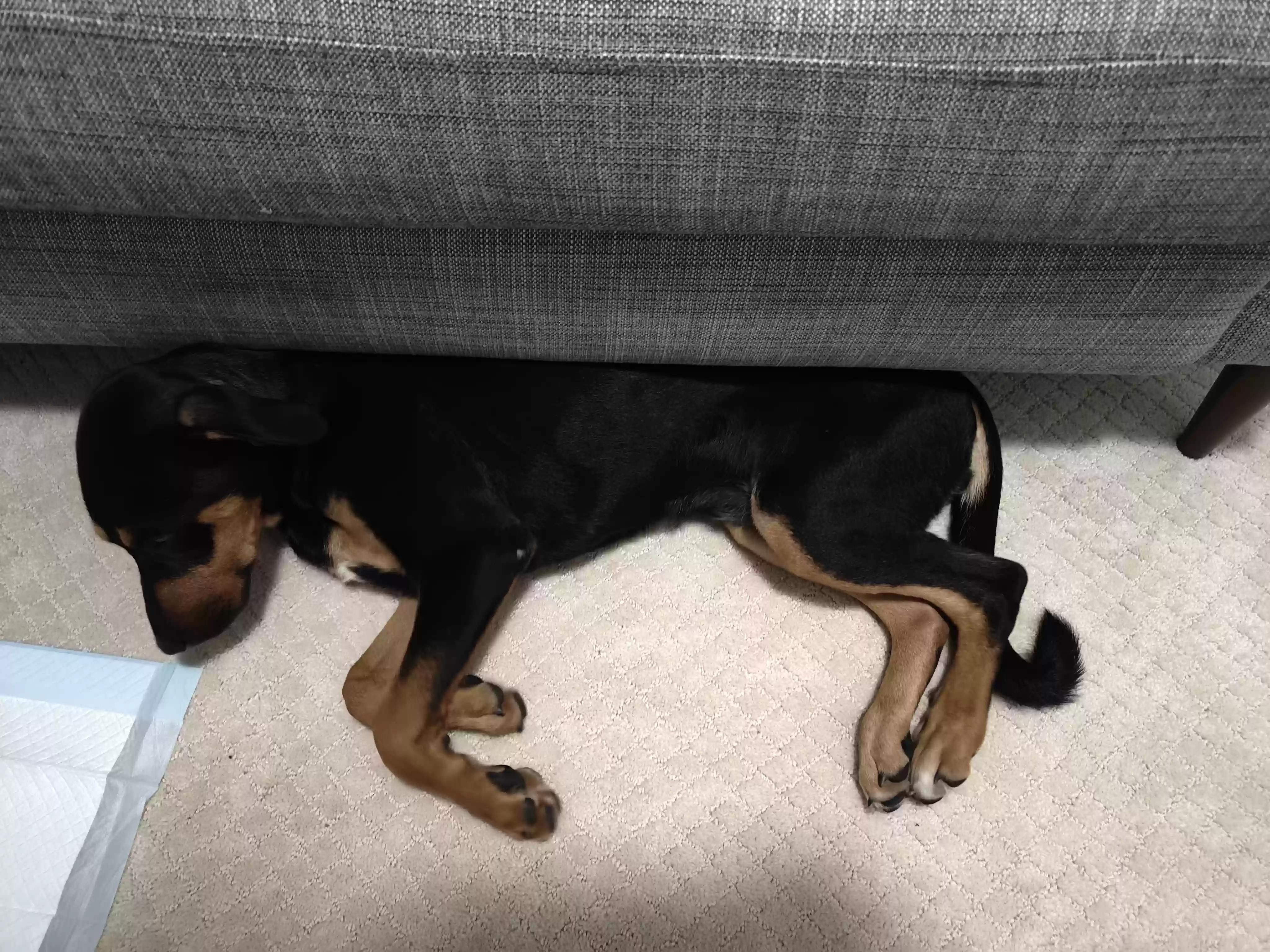 /lostandfound/images/lnfpets/original/178344_photo.webp