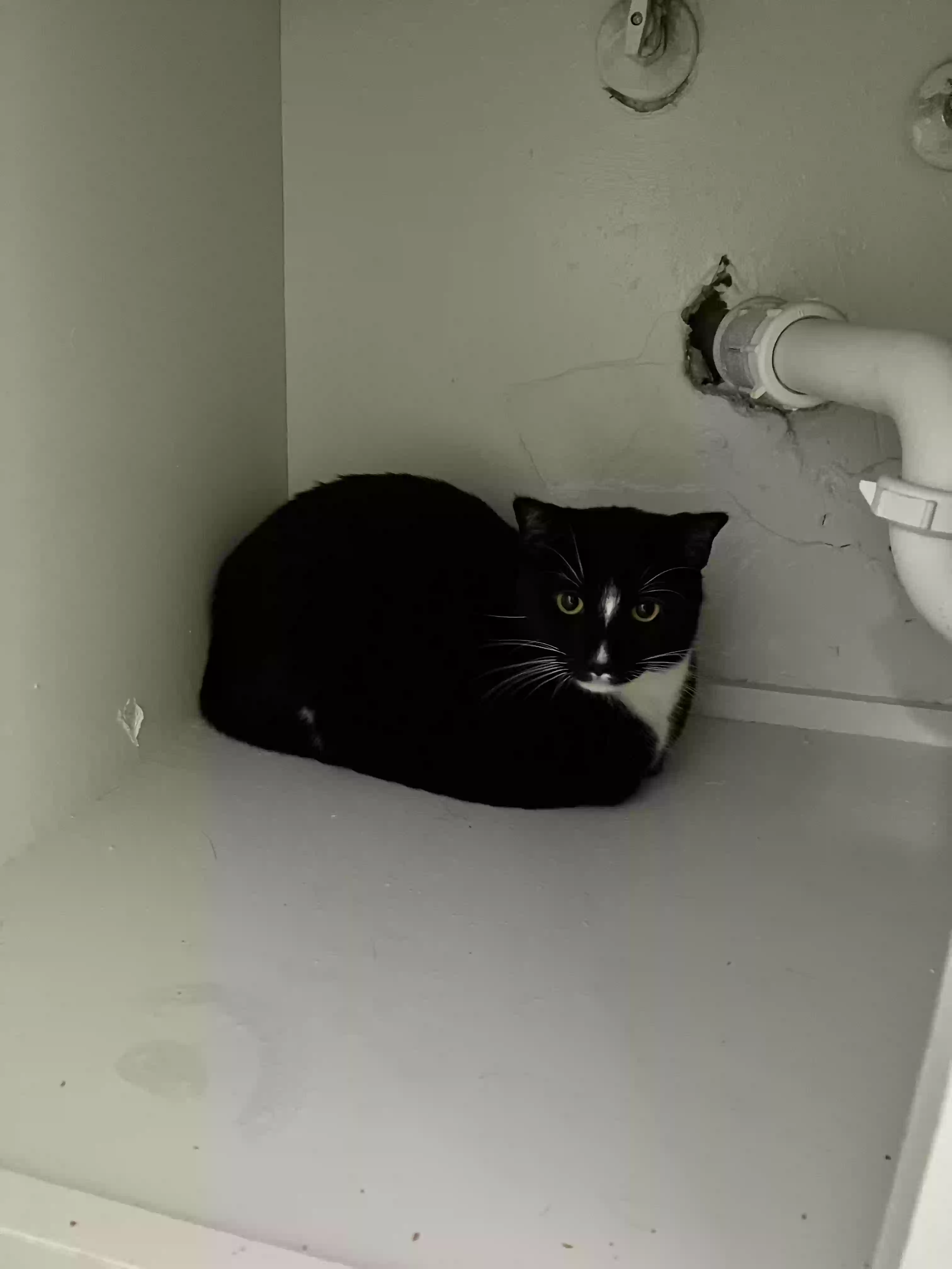 /lostandfound/images/lnfpets/original/178397_photo.webp