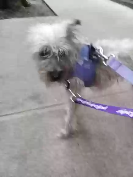 /lostandfound/images/lnfpets/original/178489_photo.webp