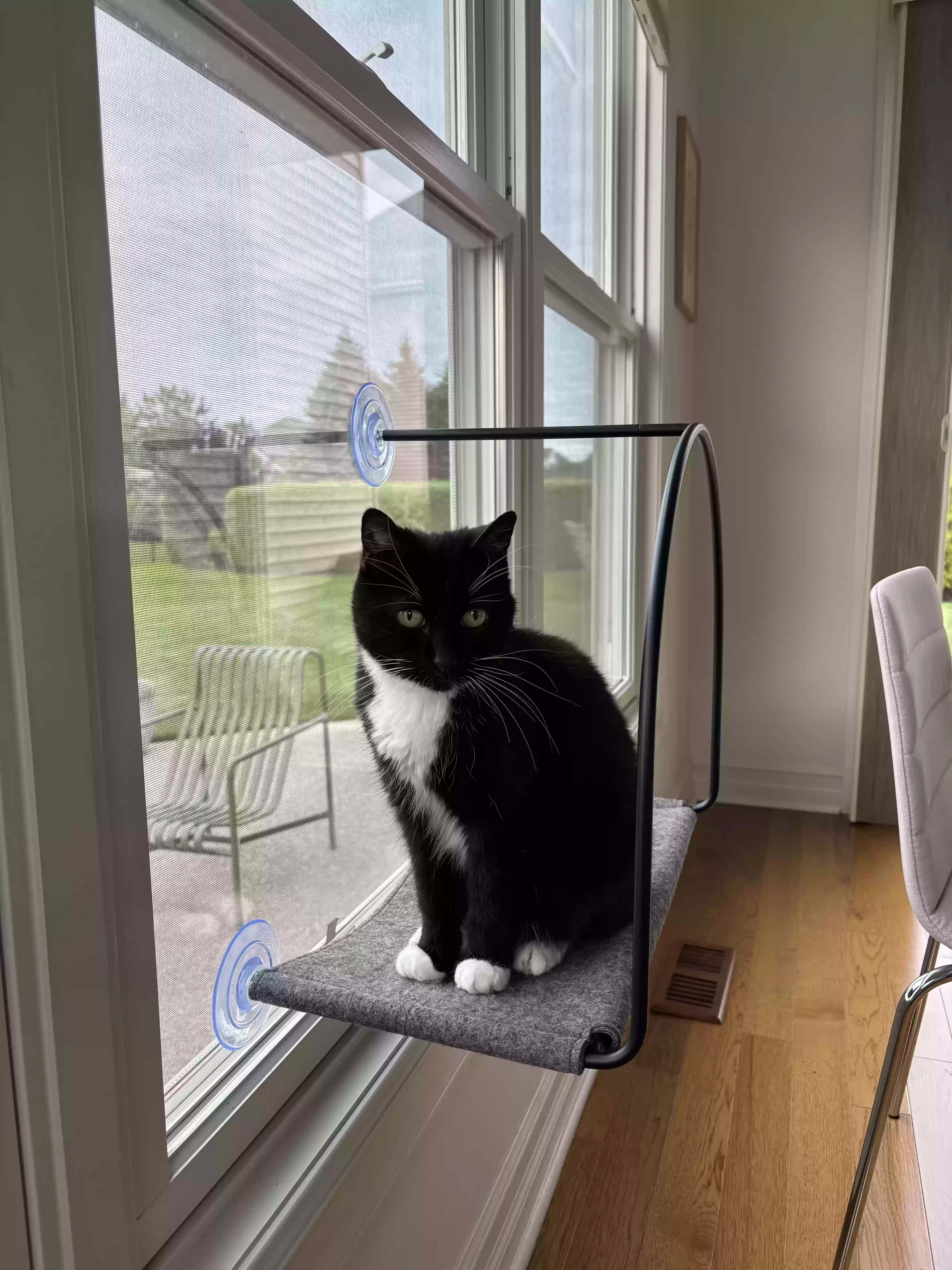 /lostandfound/images/lnfpets/original/178492_photo.webp