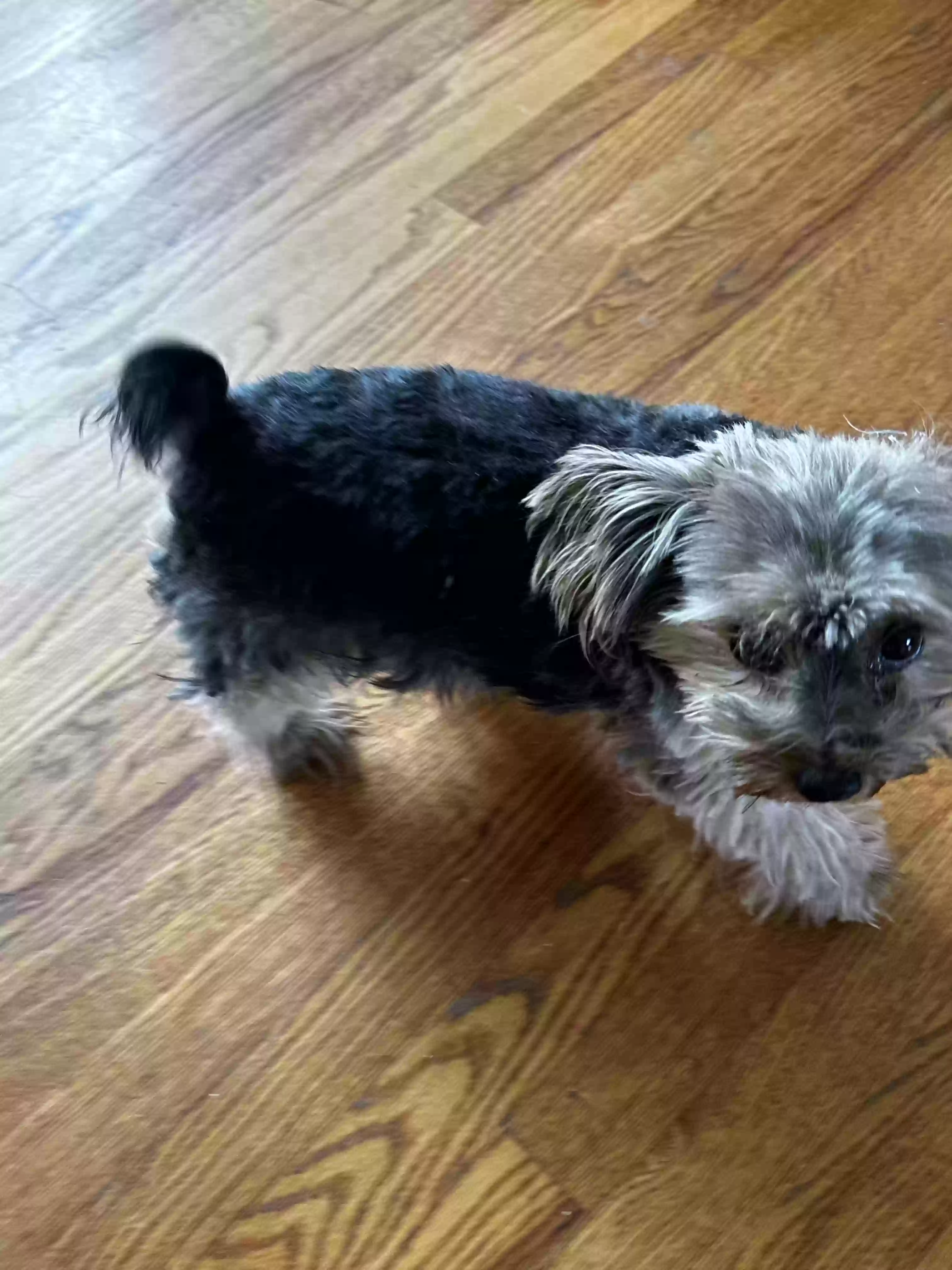 /lostandfound/images/lnfpets/original/178534_photo.webp