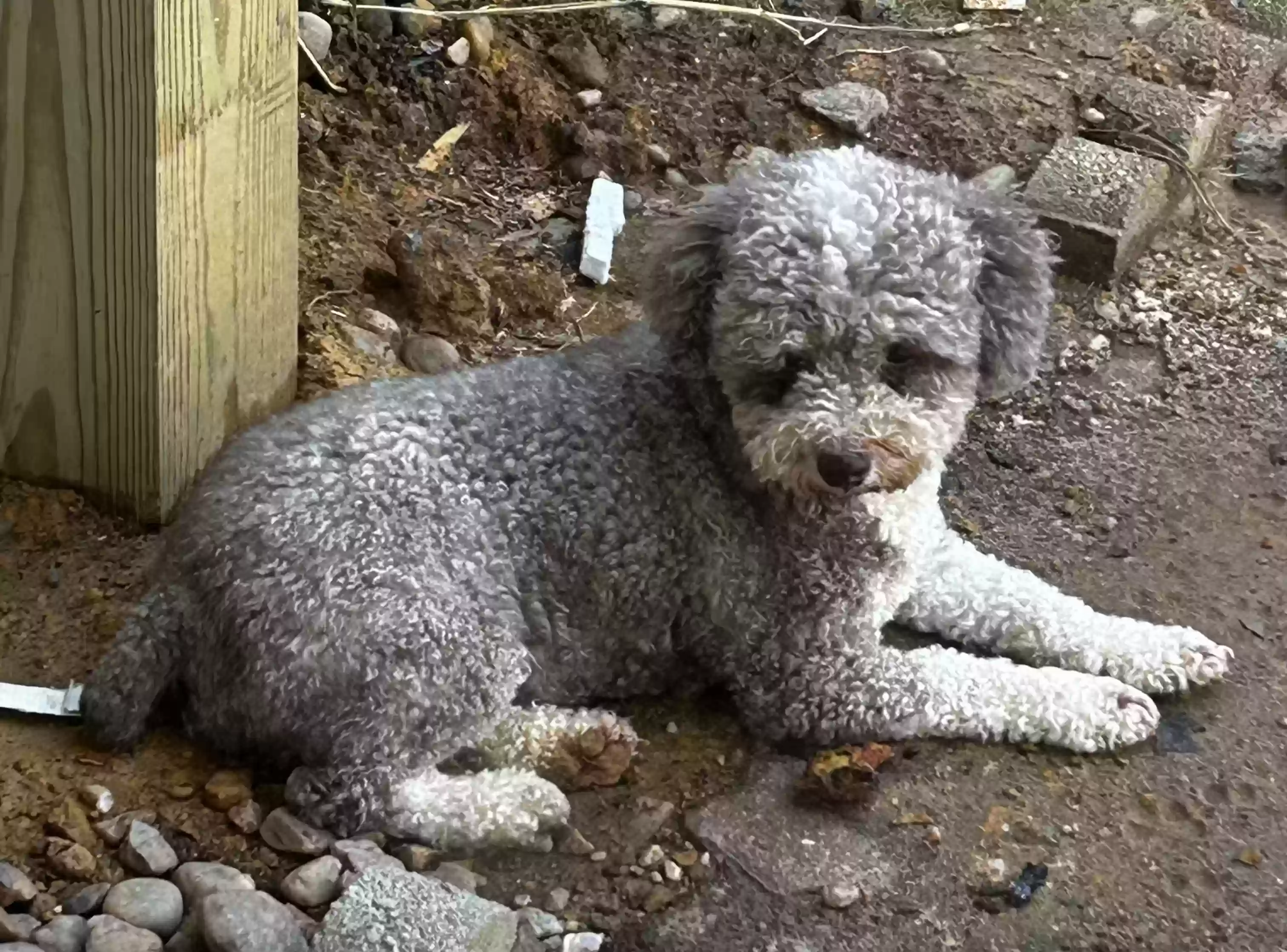 /lostandfound/images/lnfpets/original/178565_photo.webp