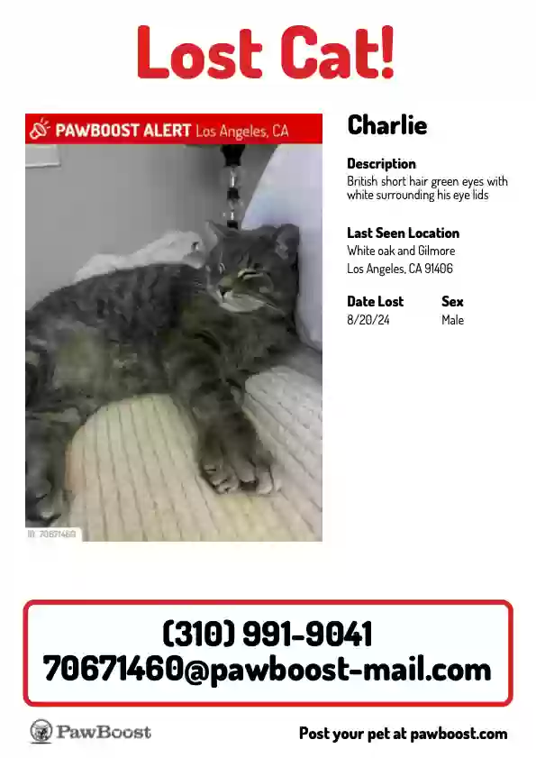 /lostandfound/images/lnfpets/original/178571_5871_charlie:lost:pleasefindhim.webp