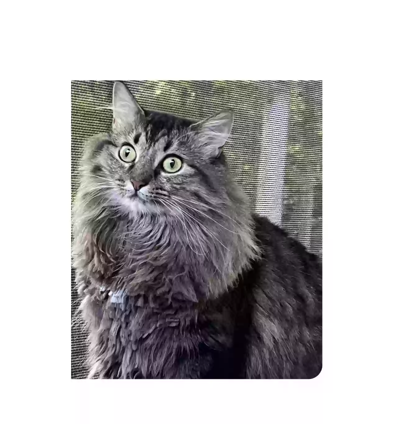 /lostandfound/images/lnfpets/original/178622_photo.webp