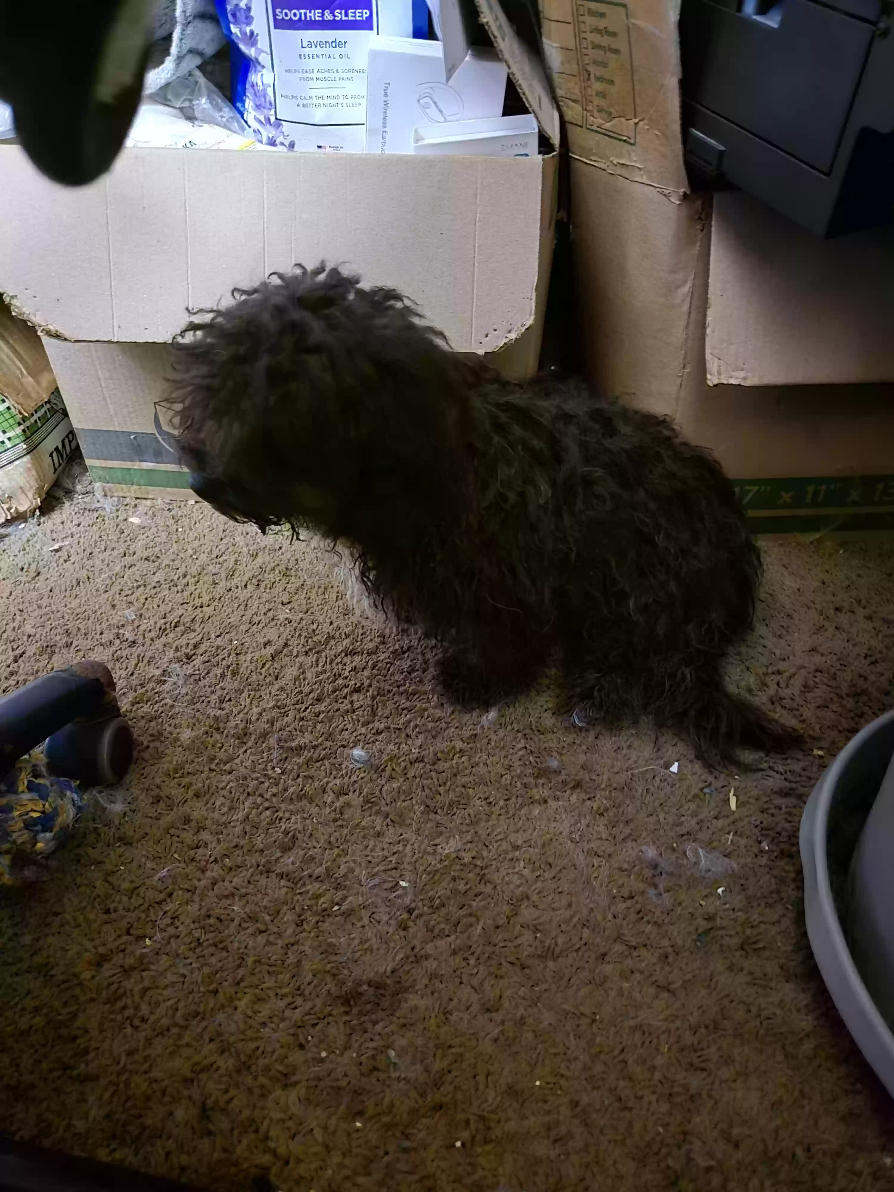 /lostandfound/images/lnfpets/original/178675_photo.webp