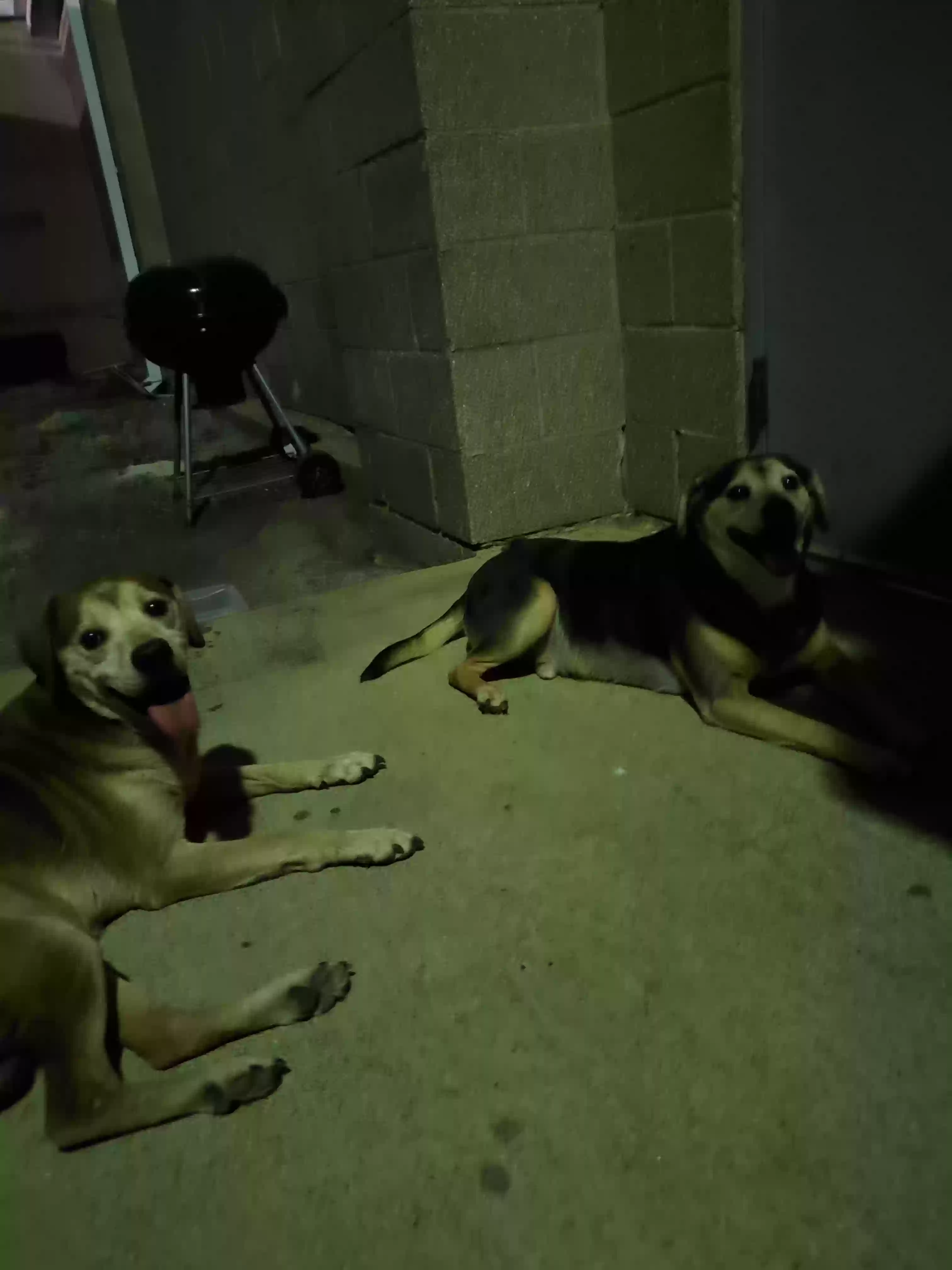 /lostandfound/images/lnfpets/original/178693_photo.webp