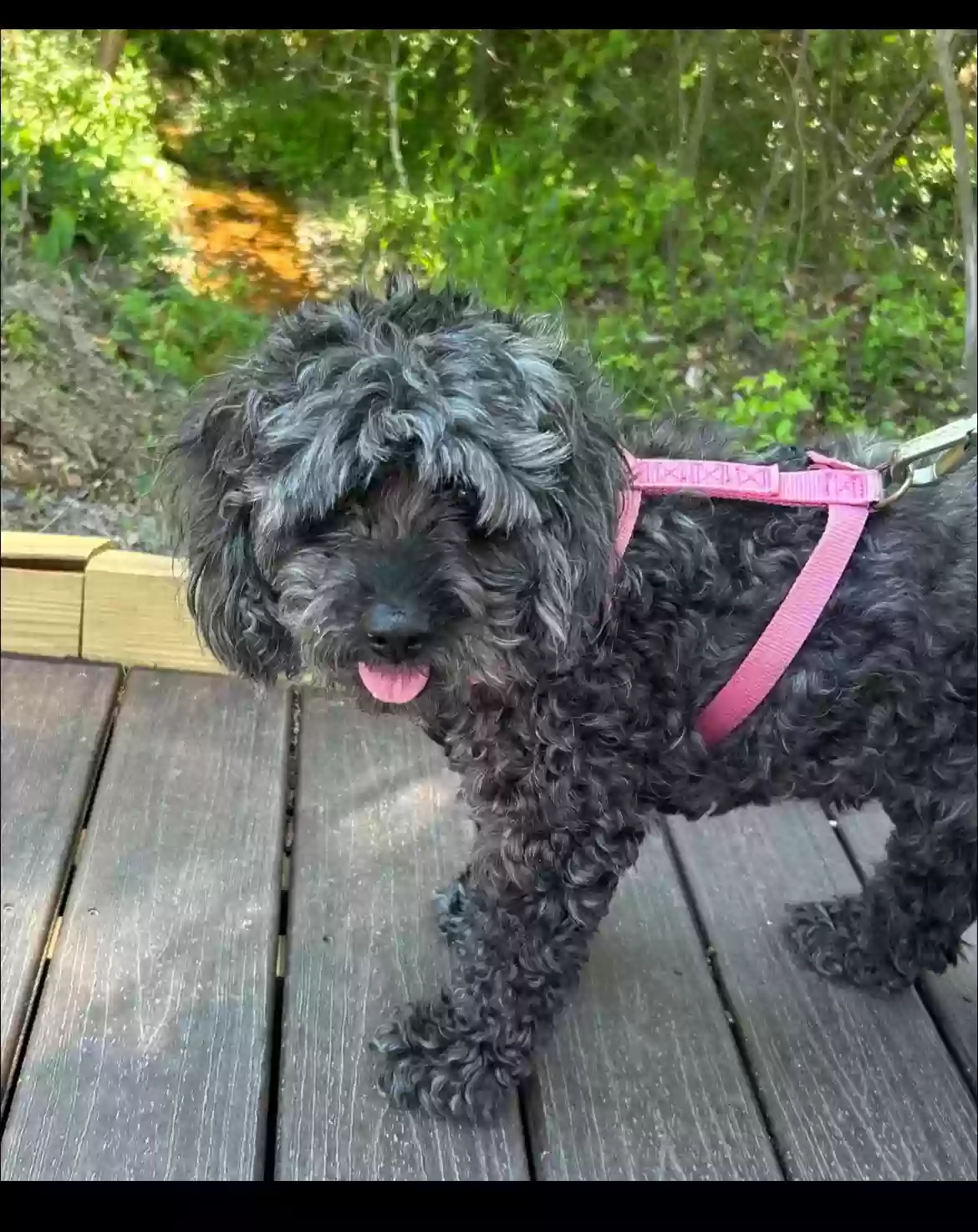 /lostandfound/images/lnfpets/original/178718_photo.webp