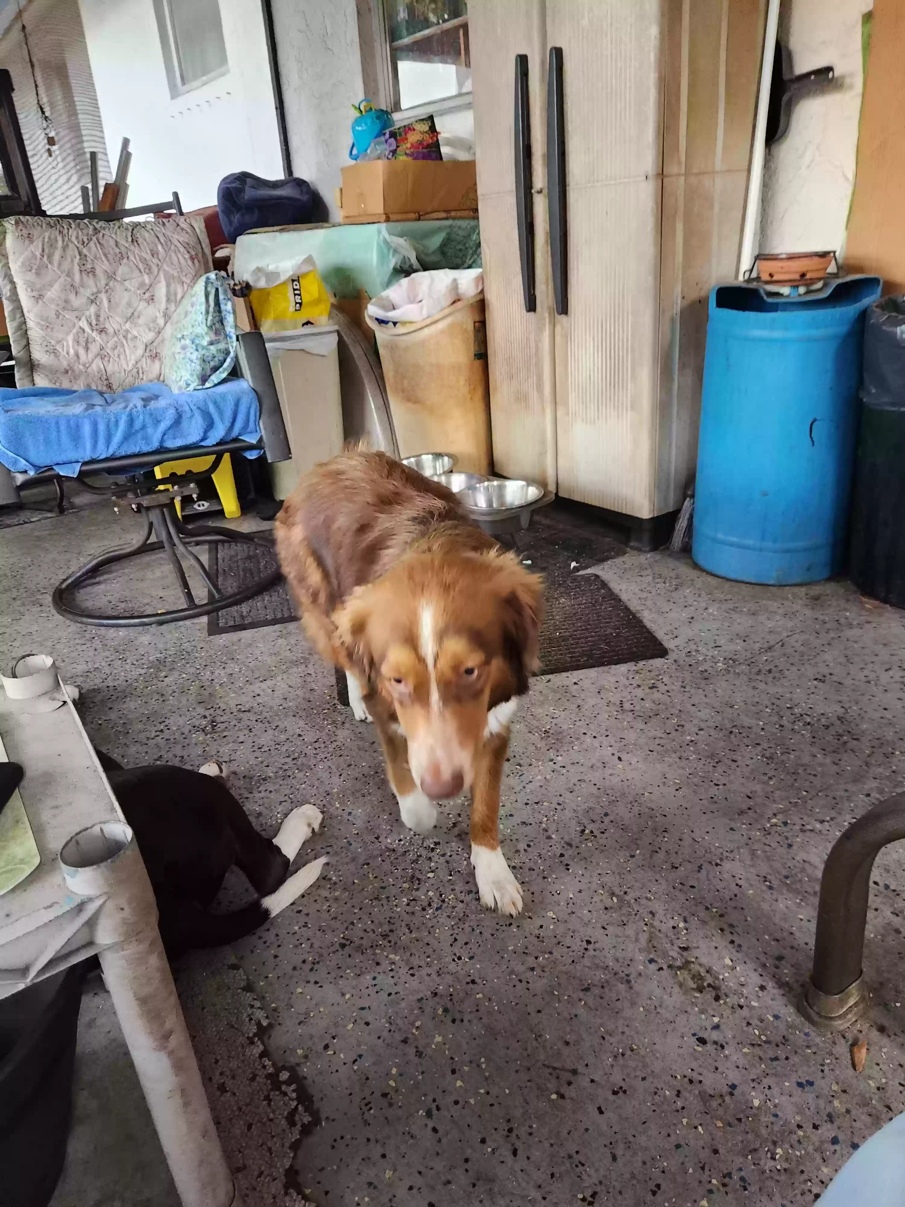 /lostandfound/images/lnfpets/original/178740_photo.webp