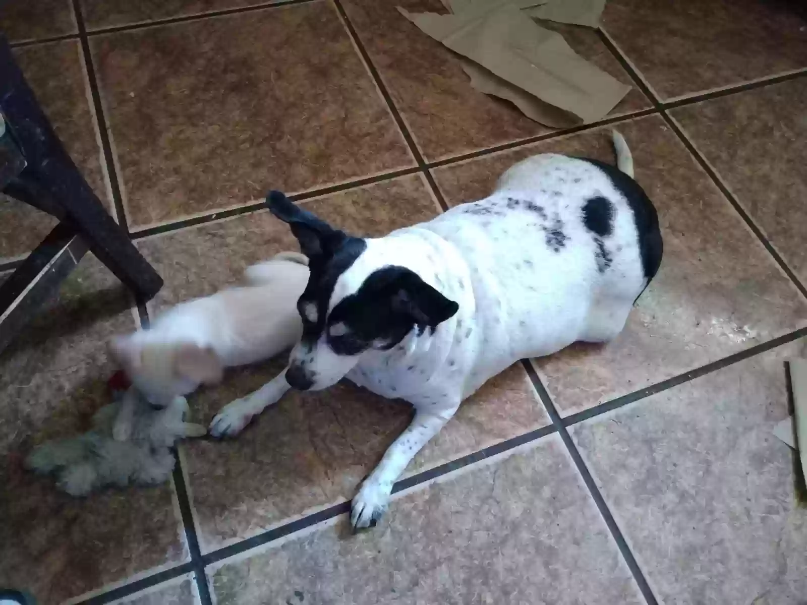 /lostandfound/images/lnfpets/original/178866_photo.webp