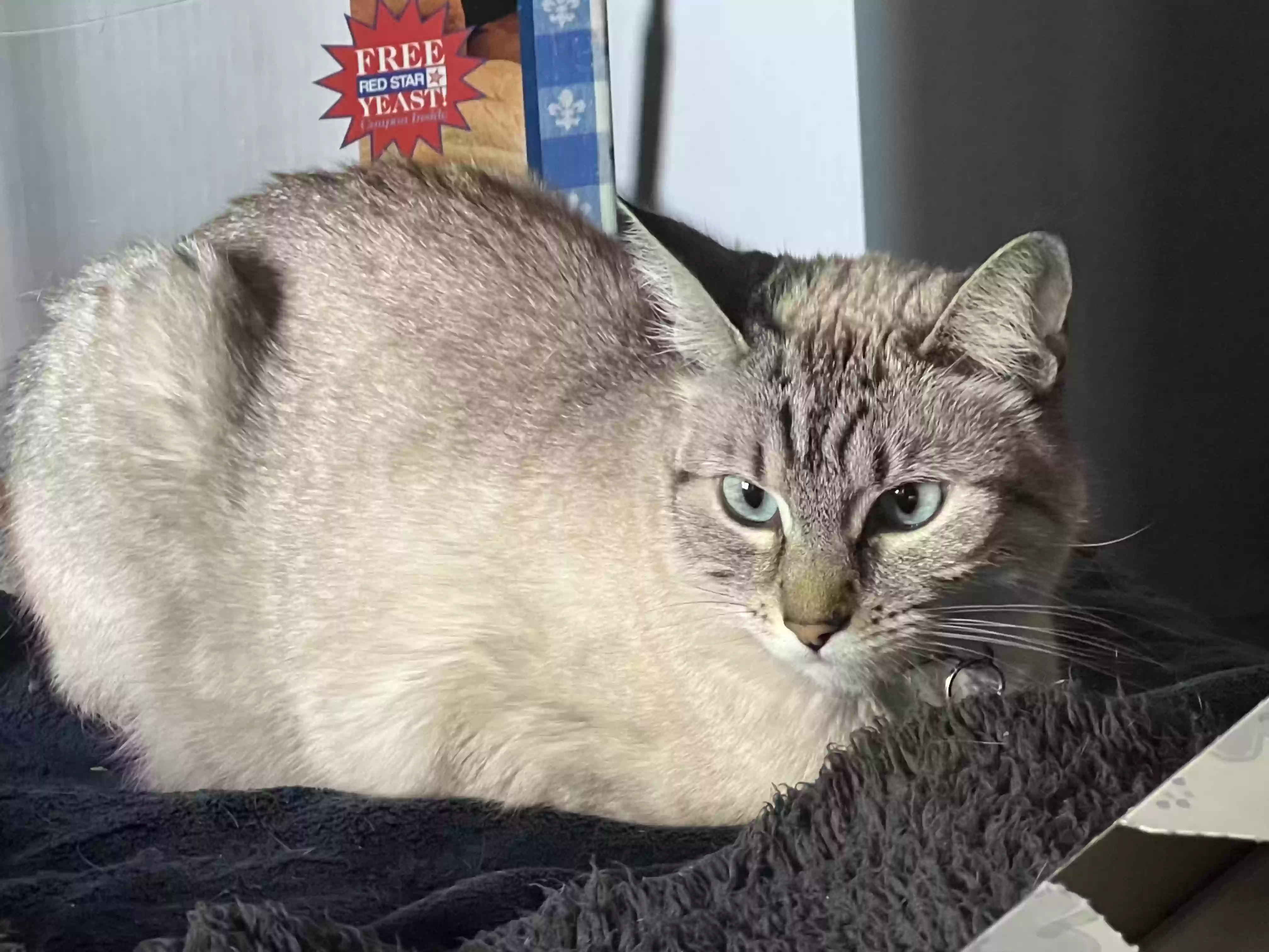 /lostandfound/images/lnfpets/original/178877_photo.webp