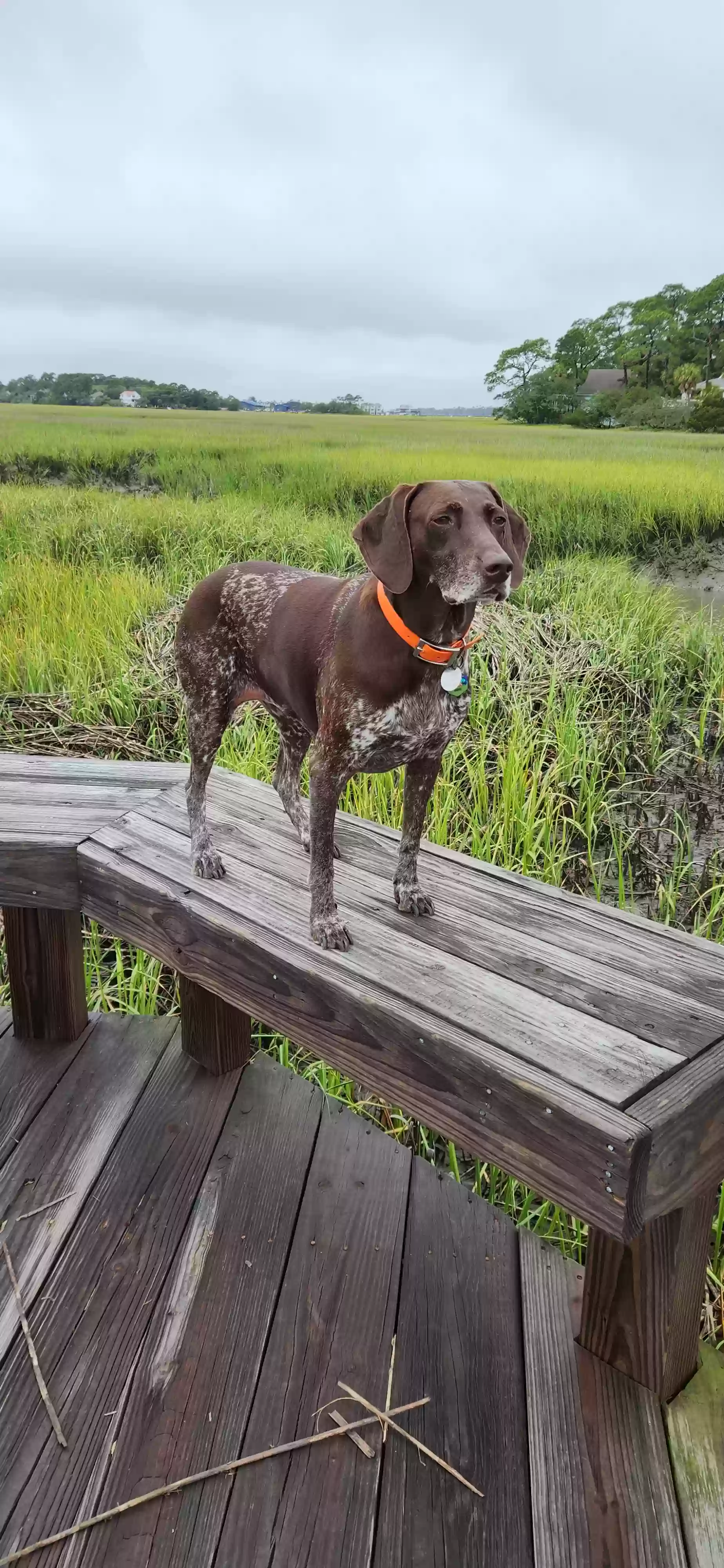 /lostandfound/images/lnfpets/original/178989_photo.webp