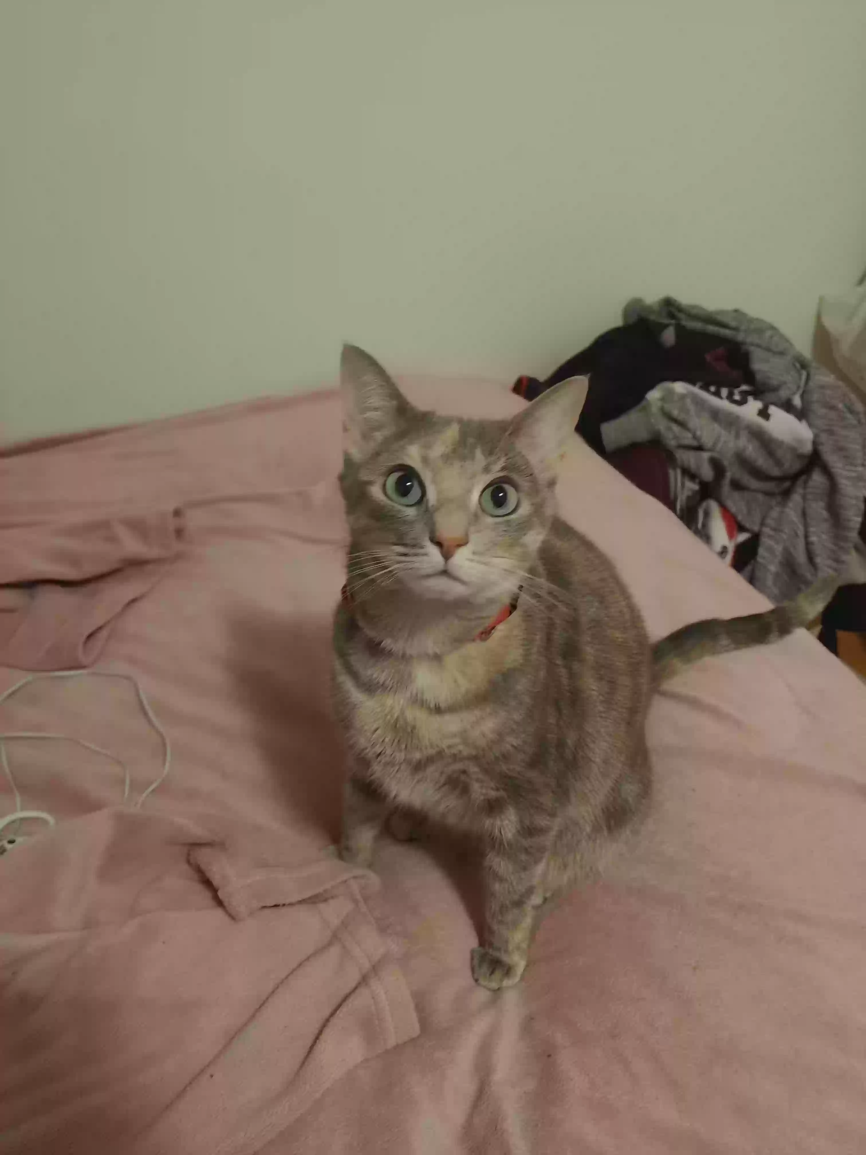 /lostandfound/images/lnfpets/original/179098_photo.webp