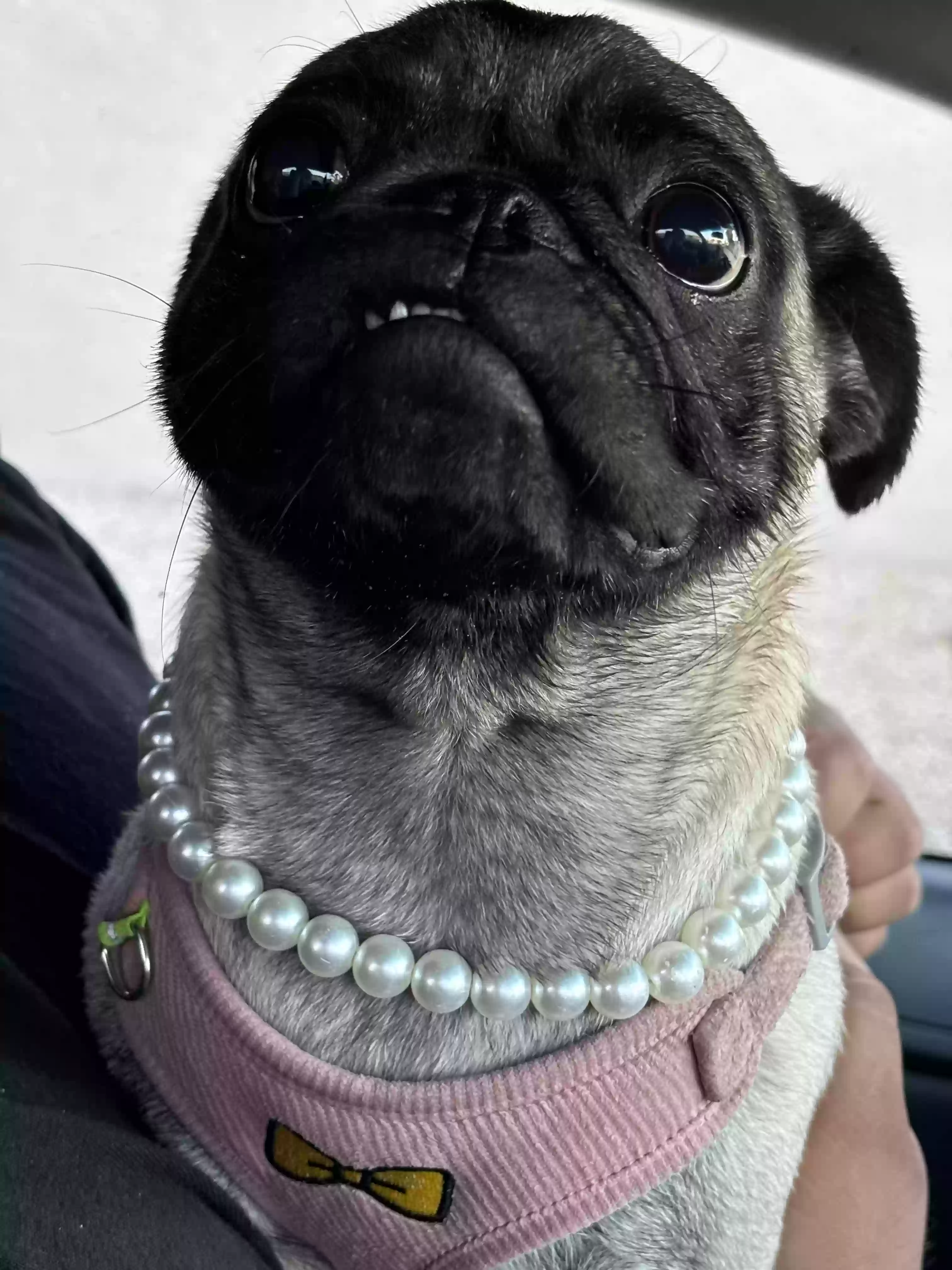 /lostandfound/images/lnfpets/original/179111_photo.webp